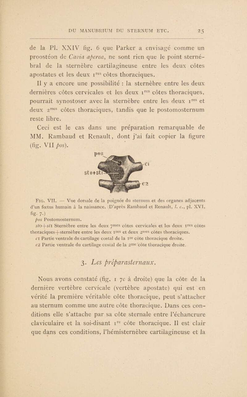 de la PL XXIV fig. 6 que Parker a envisagé comme un proostéon de Cavia aperea, ne sont rien que le point sterne» bral de la sternèbre cartilagineuse entre les deux côtes apostates et les deux ires côtes thoraciques. Il y a encore une possibilité : la sternèbre entre les deux dernières côtes cervicales et les deux ires côtes thoraciques, pourrait synostoser avec la sternèbre entre les deux ires et deux 2mes côtes thoraciques, tandis que le postomosternum reste libre. Ceci est le cas dans une préparation remarquable de MM. Rambaud et Renault, dont j’ai fait copier la figure (fig. VII pos). Fig. VII. — Vue dorsale de la poignée du sternum et des organes adjacents d’un foetus humain à la naissance. (D’après Rambaud et Renault, /. c., pl. XVI, fig- 7-) pos Postomosternum. Vo-j-siT Sternèbre entre les deux 7mes côtes cervicales et les deux ires côtes thoraciques-|-sternèbre entre les deux ires et deux 2mes côtes thoraciques. ci Partie ventrale du cartilage costal de la ire côte thoracique droite. c2 Partie ventrale du cartilage costal de la 2me côte thoracique droite. 3. Les préparasternaux. Nous avons constaté (fig. 17c à droite) que la côte de la dernière vertèbre cervicale (vertèbre apostate) qui est en vérité la première véritable côte thoracique, peut s’attacher au sternum comme une autre côte thoracique. Dans ees con¬ ditions elle s’attache par sa côte sternale entre l’échancrure claviculaire et la soi-disant ire côte thoracique. Il est clair que dans ces conditions, l’hémisternèbre cartilagineuse et la