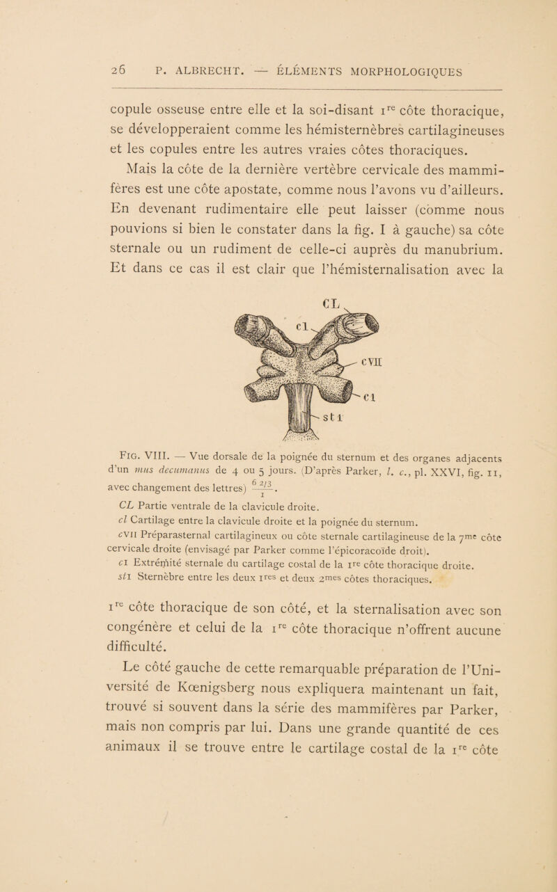 copule osseuse entre elle et la soi-disant ire côte thoracique, se développeraient comme les hémisternèbres cartilagineuses et les copules entre les autres vraies côtes thoraciques. Mais la côte de la dernière vertèbre cervicale des mammi¬ fères est une côte apostate, comme nous l’avons vu d’ailleurs. En devenant rudimentaire elle peut laisser (comme nous pouvions si bien le constater dans la fig. I à gauche) sa côte sternale ou un rudiment de celle-ci auprès du manubrium. Et dans ce cas il est clair que l’hémisternalisation avec la Fig. VIII. — Vue dorsale de la poignée du sternum et des organes adjacents d’un mus decumanus de 4 ou 5 jours. (D’après Parker, l. c., pl. XXVI, fig. 11, avec changement des lettres) 6 . CL Partie ventrale de la clavicule droite. cl Cartilage entre la clavicule droite et la poignée du sternum. cvii Préparasternal cartilagineux ou côte sternale cartilagineuse de la yme côte cervicale droite (envisagé par Parker comme l’épicoracoïde droit). ci Extrémité sternale du cartilage costal de la ire côte thoracique droite. sti Sternèbre entre les deux 1res et deux ^mes côtes thoraciques. ire côte thoracique de son côté, et la sternalisation avec son congénère et celui de la ire côte thoracique n’offrent aucune difficulté. Le côté gauche de cette remarquable préparation de l’Uni¬ versité de Kœnigsberg nous expliquera maintenant un fait, trouvé si souvent dans la série des mammifères par Parker, mais non compris par lui. Dans une grande quantité de ces animaux il se trouve entre le cartilage costal de la ire côte