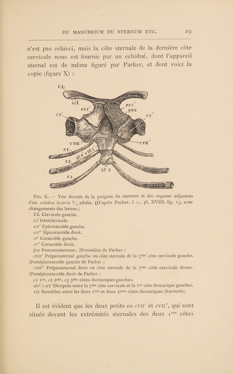 n’est pas celui-ci, mais la côte sternale de la dernière côte cervicale nous est fournie par un echidné, dont l’appareil sternal est de même figuré par Parker, et dont voici la copie (figure X) : IL Fig. X. — Vue dorsale de la poignée du sternum et des organes adjacents d’un echidna hystrïx 5/,p adulte. (D’après Parker, l. c., pl. XVIII, fig. 13, avec changements des lettres.) CL Clavicule gauche. ici Interclavicule. ecr' Epicoracoïde gauche. ecr Epicoracoïde droit. cr' Coracoïde gauche. cr Coracoïde droit. pos Postomosternum. (Proostéon de Parker.) cviP Préparasternal gauche ou côte sternale de la 7me côte cervicale gauche. (Postépicoracoïde gauche de Parker.) cvn Préparasternal droit ou côte sternale de la 7me côte cervicale droite. (Postépicoracoïde droit de Parker.) ci ire, c2 2me, c% 3me côtes thoraciques gauches. sto'-\-sti' Dicopula entre la 7me côte cervicale et la ire côte thoracique gauches. st2 Sternèbre entre les deux 1res et deux 2mes côtes thoraciques (fracturée). Il est évident que les deux petits os cvn' et cv 11, qui sont situés devant les extrémités sternales des deux ires côtes