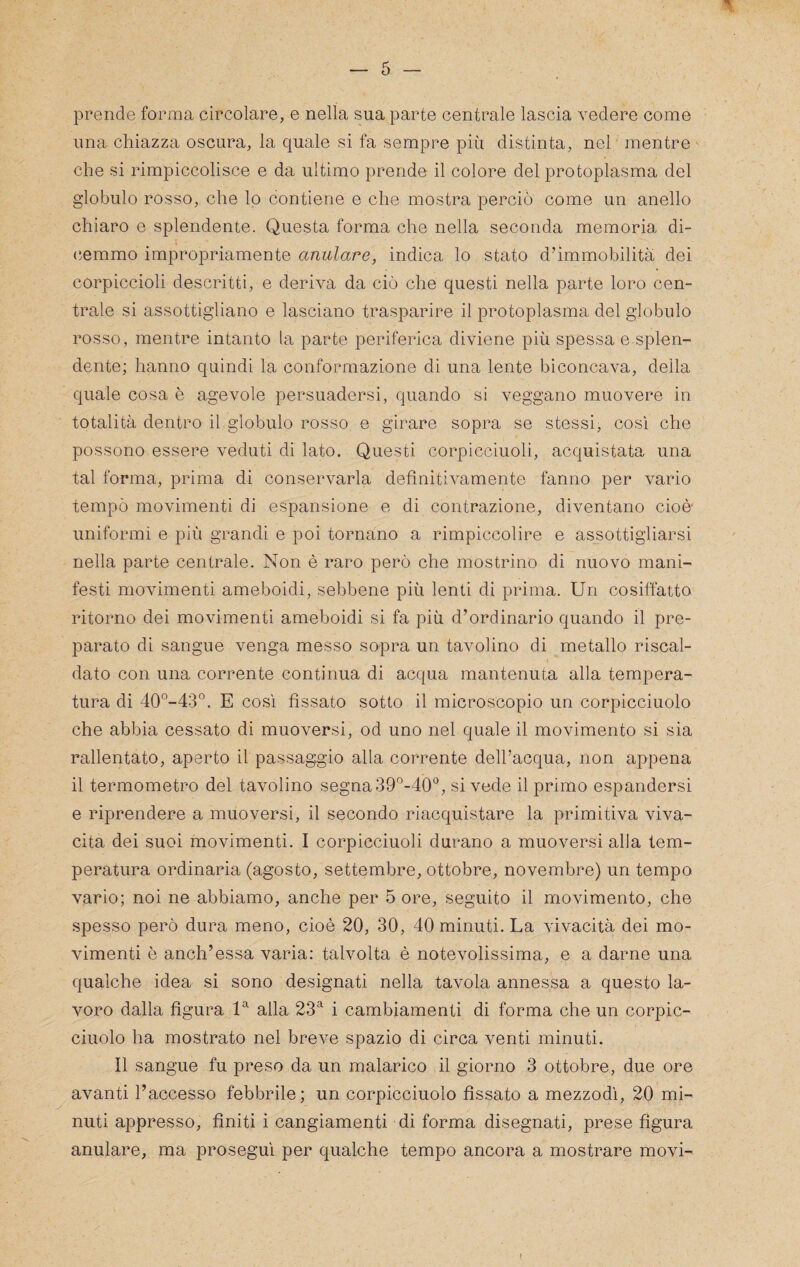 prende forma circolare, e nella sua parte centrale lascia vedere come una chiazza oscura, la quale si fa sempre più distinta, nel ■ mentre che si rimpiccolisce e da ultimo prende il colore del protoplasma del g'iobulo rosso, che lo contiene e che mostra perciò come un anello chiaro e splendente. Questa forma che nella seconda memoria di- (iemmo impropriamente anulare, indica lo stato d’immobilità dei corpiccioli descritti, e deriva da ciò che questi nella parte loro cen¬ trale si assottigliano e lasciano trasparire il protoplasma del globulo rosso, mentre intanto la parte periferica diviene più spessa e splen¬ dente; hanno quindi la conformazione di una lente biconcava, della quale cosa è agevole persuadersi, quando si veggano muovere in totalità dentro il globulo rosso e girare sopra se stessi, così che possono essere veduti di lato. Questi corpicciuoli, acquistata una tal forma, prima di conservarla definitivamente fanno per vario tempò movimenti di espansione e di contrazione, diventano cioè uniformi e più grandi e poi tornano a rimpiccolire e assottigliarsi nella parte centrale. Non è raro però che mostrino di nuovo mani¬ festi movimenti ameboidi, sebbene più lenti di prima. Un cosiffatto ritorno dei movimenti ameboidi si fa più d’ordinario quando il pre¬ parato di sangue venga messo sopra un tavolino di metallo riscal¬ dato con una corrente continua di acqua mantenuta alla tempera¬ tura di 40°-43°. E così fissato sotto il microscopio un corpicciuolo che abbia cessato di muoversi, od uno nel quale il movimento si sia rallentato, aperto il passaggio alla corrente dell’acqua, non appena il termometro del tavolino segna 39°-40“, si vede il primo espandersi e riprendere a muoversi, il secondo riacquistare la primitiva viva¬ cità dei suoi movimenti. I corpicciuoli durano a muoversi alla tem¬ peratura ordinaria (agosto, settembre, ottobre, novembre) un tempo vario; noi ne abbiamo, anche per 5 ore, seguito il movimento, che spesso però dura meno, cioè 20, 30, 40 minuti. La vivacità dei mo¬ vimenti è anch’essa varia: talvolta è notevolissima, e a darne una qualche idea si sono designati nella tavola annessa a questo la¬ voro dalla figura U alla 23^ i cambiamenti di forma che un corpic¬ ciuolo ha mostrato nel breve spazio di circa venti minuti. Il sangue fu preso da un malarico il giorno 3 ottobre, due ore avanti l’accesso febbrile; un corpicciuolo fissato a mezzodì, 20 mi¬ nuti appresso, finiti i cangiamenti di forma disegnati, prese figura anulare, ma prosegui per qualche tempo ancora a mostrare movi-