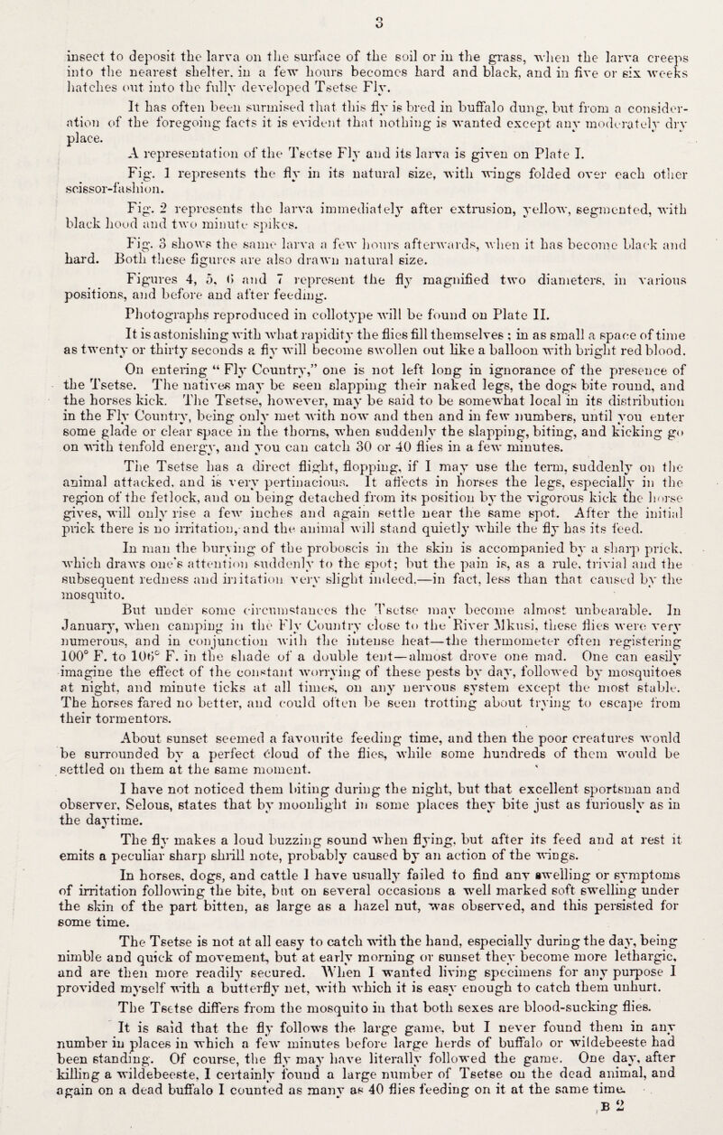 O insect to deposit the larva on the surface of the soil or in the grass, when the larva creeps into the nearest shelter, in a few hours becomes hard and black, and in five or six weeks hatches out into the fully developed Tsetse Fly. It has often been surmised that this fly is bred in buffalo dung, but from a consider¬ ation of the foregoing facts it is evident that nothing is wanted except any moderately dry place. A representation of the Tsetse Fly and its larva is given on Plate I. Fig. 1 represents the fly in its natural size, with wings folded over each other scissor-fashion. Fig. 2 represents the larva immediately after extrusion, yellow, segmented, with black hood and two minute spikes. Fig. 3 shows the same larva a few hours afterwards, when it has become black and hard. Both these figures are also drawn natural size. Figures 4, 5, <> and 7 represent the fly magnified two diameters, in various positions, and before and after feeding. Photographs reproduced in collotype will be found on Plate II. It is astonishing with what rapidity the flies fill themselves ; in as small a space of time as twenty or thirty seconds a fly will become swollen out like a balloon with bright red blood. On entering “ Fly Country,” one is not left long in ignorance of the presence of the Tsetse. The natives may be seen slapping their naked legs, the dogs bite round, and the horses kick. The Tsetse, however, may be said to be somewhat local in its distribution in the Fly Country, being only met with now and then and in few numbers, until you enter some glade or clear space in the thorns, when suddenly the slapping, biting, and kicking go on with tenfold energy, and you can catch 30 or 40 flies in a few minutes. The Tsetse has a direct flight, flopping, if I may use the term, suddenly on the animal attacked, and is very pertinacious. It affects in horses the legs, especially in the region of the fetlock, and on being detached from its position by the vigorous kick the horse gives, will only rise a few inches and again settle near the same spot. After the initial prick there is no irritation,-and the animal will stand quietly while the fly has its feed. In man the burying of the proboscis in the skin is accompanied by a sharp prick, which draws one's attention suddenly to the spot; but the pain is, as a rule, trivial and the subsequent redness and irritation very slight indeed.—in fact, less than that caused by the mosquito. But under some circumstances the Tsetse mav become almost unbearable. In January, when camping in the Fly Country close to the River ^Ikusi, these flies were very numerous, and in conjunction with the intense heat—the thermometer often registering 100° F. to 10bc F. in the shade of a double tent—almost drove one mad. One can easily imagine the effect of the constant worrying of these pests by day, followed by mosquitoes at night, and minute ticks at all times, on any nervous system except the most stable. The horses fared no better, and could often be seen trotting about trying to escape from their tormentors. About sunset seemed a favourite feeding time, and then the poor creatures would be surrounded by a perfect cloud of the flies, while some hundreds of them would be settled on them at the same moment. I have not noticed them biting during the night, but that excellent sportsman and observer, Selous, states that by moonlight in some places they bite just as furiously as in the daytime. The fly makes a loud buzzing sound when flying, but after its feed and at rest it emits a peculiar sharp shrill note, probably caused by an action of the wings. In horses, dogs, and cattle 1 have usually failed to find any swelling or symptoms of irritation following the bite, but on several occasions a well marked soft swelling under the skin of the part bitten, as large as a hazel nut, was observed, and this persisted for some time. The Tsetse is not at all easy to catch with the hand, especially during the day, being nimble and quick of movement, but at early morning or sunset they become more lethargic, and are then more readily secured. When I wanted living specimens for any purpose I provided myself with a butterfly net, with which it is easy enough to catch them unhurt. The Tsetse differs from the mosquito in that both sexes are blood-sucking flies. It is said that the fly follows the large game, but I never found them in any number in places in which a few minutes before large herds of buffalo or wildebeeste had been standing. Of course, the fly may have literally followed the game. One day* after killing a wildebeeste, I certainly found a large number of Tsetse on the dead animal, and again on a dead buffalo I counted as many as 40 flies feeding on it at the same time.
