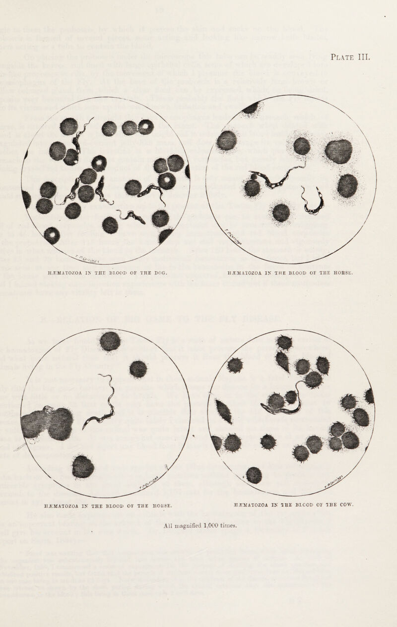 Plate III. H.EMATOZOA THE BLOOD OF THE DOG. UJEAIATOZOA IN THE BLOOD OF THE HOBSE. All magnified 1,000 time?.