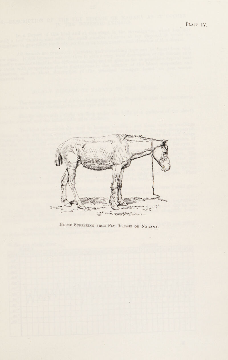 Plate JV. Horse Suffering from Fly Disease or Xagana.