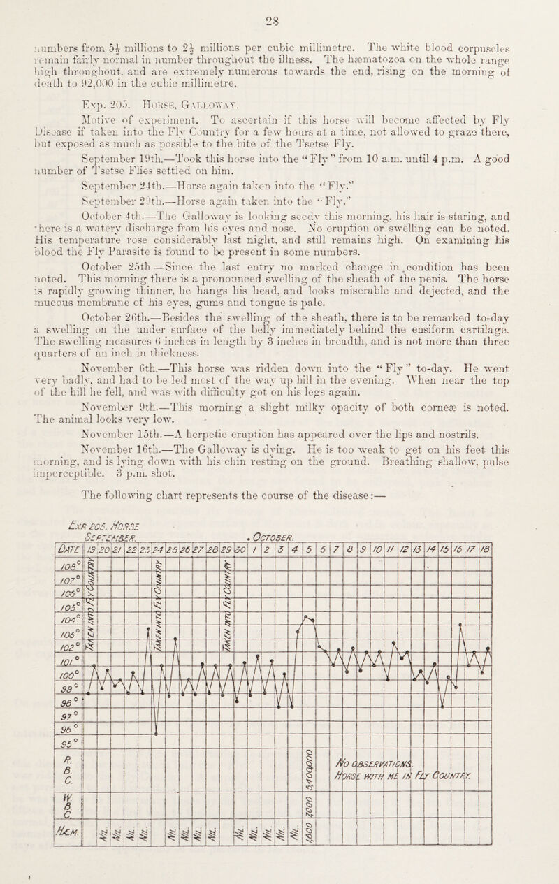 28 numbers from 54 millions to 24 millions per cubic millimetre. The white blood corpuscles remain fairly normal in number throughout the illness. The hsematozoa on the whole range high throughout, and are extremely numerous towards the end, rising on the morning ot death to 92,000 in the cubic millimetre. Exp. 205. Horse, Galloway. Motive of experiment. To ascertain if this horse will become affected by Fly Disease if taken into the Fly Country for a few hours at a time, not allowed to graze there, but exposed as much as possible to the bite of the Tsetse Fly. September 19th.—Took this horse into the “ Fly ” from 10 a.m. until 4 p.m. A good number of Tsetse Flies settled on him. September 24th.—Horse again taken into the “Fly.” September 29th.—Horse again taken into the “Fly.” October 4th.—The Galloway is looking seedy this morning, his hair is staring, and here is a watery discharge from his eyes and nose. No eruption or swelling can be noted. His temperature rose considerably last night, and still remains high. On examining his blood the Fly Parasite is found to be present in some numbers. October 25th.— Since the last entry no marked change in . condition has been noted. This morning there is a pronounced swelling of the sheath of the penis. The horse is rapidly growing thinner, he hangs his head, and looks miserable and dejected, and the mucous membrane of his eyes, gums and tongue is pale. October 26th.—Besides the swelling of the sheath, there is to be remarked to-day a swelling on the under surface of the belly immediately behind the ensiform cartilage. The swelling measures 6 inches in length by 3 inches in breadth, and is not more than three quarters of an inch in thickness. November 6th.—This horse was ridden down into the “ Fly ” to-day. Fie went very badly, and had to be led most of the way up hill in the evening. When near the top of the hill he fell, and was with difficulty got on his legs again. November 9th.—This morning a slight milky opacity of both comem is noted. The animal looks very low. November 15th.—A herpetic eruption has appeared over the lips and nostrils. November 16th.—The Galloway is dying. He is too weak to get on his feet this morning, and is lying down with his chin resting on the ground. Breathing shallow, pulse imperceptible. 3 p.m. shot. The following chart represents the course of the disease:— fxp. c05. Horse
