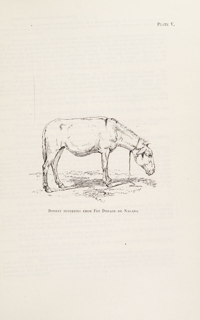 Plate V Donkey suffering from Fly Disease or Nag ana. «