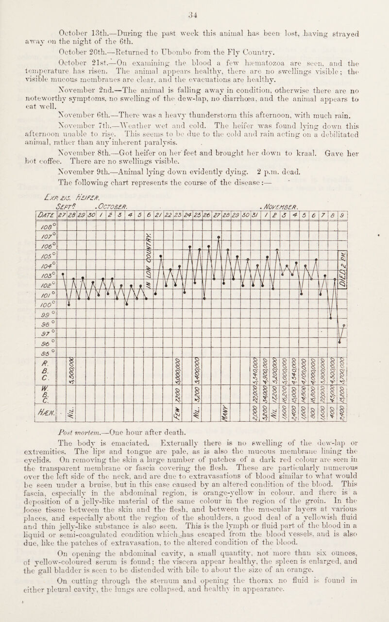 October 13th.—During* the past week this animal has been lost, having strayed away on the night of the 6th. October 20th.—Returned to Ubombo from the Flv Country. * October 21st.—On examining the blood a few luematozoa are seen, and the temperature has risen. The animal appears healthy, there are no swellings visible; the visible mucous membranes are clear, and the evacuations are healthy. November 2nd.—The animal is falling away in condition, otherwise there are no noteworthy symptoms, no swelling of the dew-lap, no diarrhoea, and the animal appears to eat well. November 6th.—There was a heavy thunderstorm this afternoon, with much rain. November 7th.—AVeather wet and cold. The heifer was found lying down this afternoon unable to rise. This seems to be due to the cold and rain acting on a debilitated animal, rather than any inherent paralysis. November 8th.—Got heifer on her feet and brought her down to kraal. Gave her hot coffee. There are no swellings visible. November 9th.—Animal lying down evidently dying. 2 p.m. dead. The following chart represents the course of the disease :— Lxp. E/5. fiE/EEP. Sept* . October. . November. Post mortem.—One hour after death. The body is emaciated. Externally there is no swelling of the dew-lap or extremities. The lips and tongue are pale, as is also the mucous membrane lining the eyelids. On removing the skin a large number of patches of a dark red colour are seen in the transparent membrane or fascia covering the flesh. These are particularly numerous over the left side of the neck, and are due to extravasations of blood similar to what would be seen under a bruise, but in this case caused by an altered condition of the blood. This «/ 9 , fascia, especially in the abdominal region, is orange-yellow in colour, and there is a deposition of a jelly-like material of the same colour in the region of the groin. In the loose tissue between the skin and the flesh, and between the muscular layers at various places, and especially about the region of the shoulders, a good deal of a yellowish fluid and thin jelly-like substance is also seen. This is the lymph or fluid part of the blood in a liquid or semi-coagulated condition which Jias escaped from the blood vessels, and is also due. like the patches of extravasation, to the altered condition of the blood. On opening the abdominal cavity, a small quantity, not more than six ounces, of yellow-coloured serum is found; the viscera, appear healthy, the spleen is enlarged, and the gall bladder is seen to be distended with bile to about the size of an orange. On cutting through the sternum and opening the thorax no fluid is found in either pleural cavity, the lungs are collapsed, and healthy in appearance.