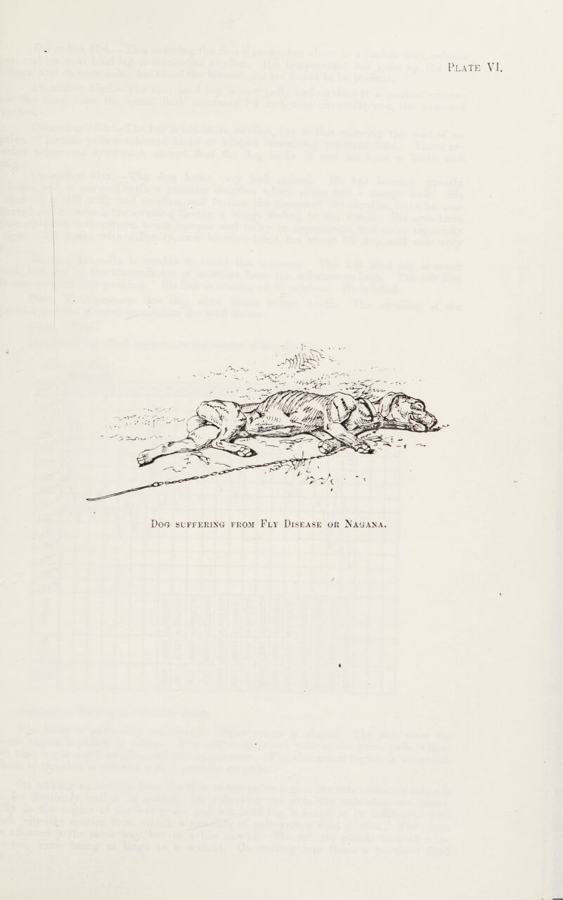 Dog suffering from Fly Disease or Magana.