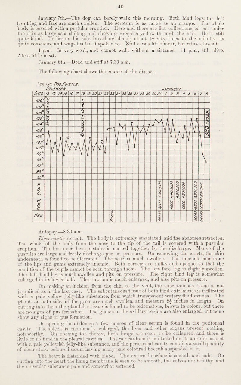 40 January 7th.—The dog can barely walk this morning. Both hind legs, the left front leg and face are much swollen. The scrotum is as large as an orange. The whole body is covered with a pustular eruption. Here and there are flat collections of pus under the skin as large as a shilliug. and showing greenish-yellow through the hair. He is still quite blind. He lies on his side, breathing deeply about twenty times to the minute. Is quite conscious, and wags his tail if spoken to. Still eats a little meat, but refuses biscuit. lp.m. Is very weak, and cannot walk without assistance. 11 p.m., still alive. Ate a little meat. January 8th.—Head and stiff at 7.30 a.m. The following chart shows the course of the disease. Autopsy.—8.30 a.m. Rigor mortis present. The body is extremely emaciated, arid the abdomen retracted. The whole of the body from the nose to the tip of the tail is covered with a pustular eruption. The hair over these pustules is matted together by the discharge. Many of the pustules are large and freely discharge pus on pressure. On removing the crusts, the skin underneath is found to be ulcerated. The nose is much swollen. The mucous membrane of the lips and gums extremely anaemic. Both corneas are milky and opaque, so that the condition of the pupils cannot be seen through them. The left fore leg is slightly swollen. The left hind leg is much swollen and pits on pressure. The right hind leg is somewhat enlarged in its lower half. The scrotum is much enlarged, and also pits on pressure. On making an incision from the chin to the vent, the subcutaneous tissue is not jaundiced as in the last case. The subcutaneous tissue of both hind extremities is infiltrated with a pale yellow jelly-like substance, from which transparent watery fluid exudes. The glands on both sides of the groin are much swollen, and measure inches in length. On cutting into them the glandular tissue is found to be oedematous, brown in colour, but there are no signs of pus formation. The glands iu the axillary region are also enlarged, but none show any signs of pus formation. On opening the abdomen a few ounces of clear serum is found in the peritoneal cavity. The sjrieen is enormously enlarged, the liver and other organs present nothing noteworthy. On opening the thorax, both lungs are seen to be collapsed, and there is little or no fluid in the pleural cavities. The pericardium is infiltrated on its anterior aspect with a pale yellowish jelly-like substance, and the pericardial cavity contains a small quantity of clear straw coloured serum having many pale coloured flocculi suspended in it. The heart is distended with blood. The external surface is smooth and pale. On cutting into the heart the lining membrane is seen to be smooth, the valves are healthy, and the muscular substance pale and somewhat softened.