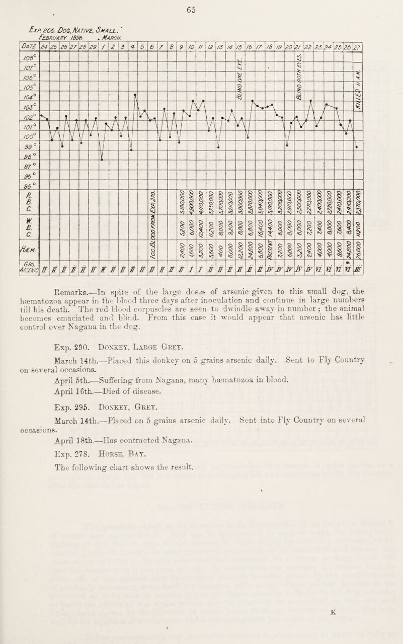 65 Exp 266 Dog, Native, Small. ' February /896. . March. Remarks.—In spite of the large doses of arsenic given to this small dog. the hcematozoa appear in the blood three days after inoculation and continue in large numbers till his death. The red blood corpuscles are seen to dwindle away in number ; the animal becomes emaciated and blind. From this case it would appear that arsenic has little control over Nagaua in the dog. Exp. 290. Donkey, Large Grey. March 14th.—Placed this donkey on 5 grains arsenic daily. Sent to Fly Country on several occasions. April 5th.-—Suffering from Nagana, many haematozoa in blood. April 16th.—Died of disease. Exp. 295. Donkey, Grey. March 14th.—Placed on 5 grains arsenic daily. Sent into Ely Country on several occasions. April 18th.—Has contracted Nagana. Exp. 278. Horse, Bay. The following chart shows the result. K •t