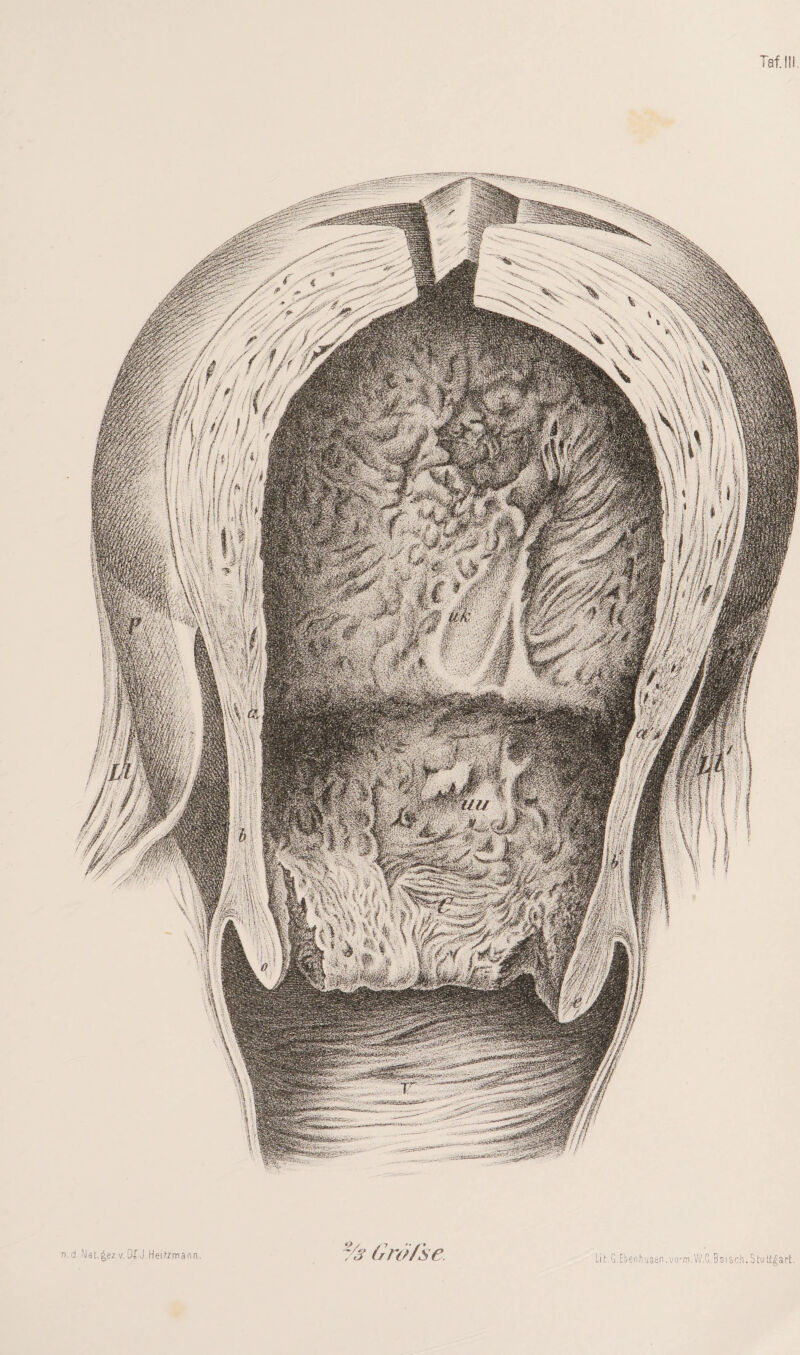 n.d.Nat.^ezv.OXJ Hermann. % (iiv/ise.