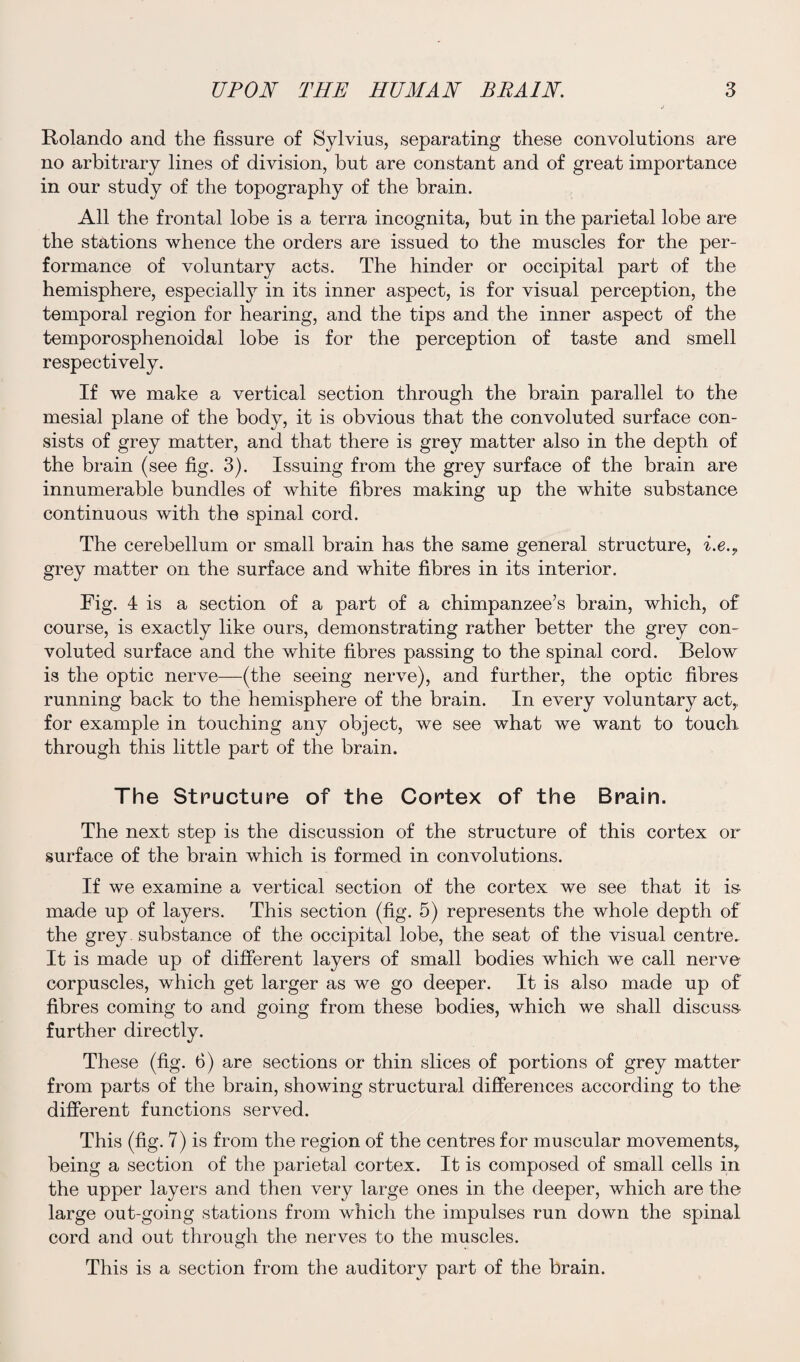 Rolando and the fissure of Sylvius, separating these convolutions are no arbitrary lines of division, but are constant and of great importance in our study of the topography of the brain. All the frontal lobe is a terra incognita, but in the parietal lobe are the stations whence the orders are issued to the muscles for the per¬ formance of voluntary acts. The hinder or occipital part of the hemisphere, especially in its inner aspect, is for visual perception, the temporal region for hearing, and the tips and the inner aspect of the temporosphenoidal lobe is for the perception of taste and smell respectively. If we make a vertical section through the brain parallel to the mesial plane of the body, it is obvious that the convoluted surface con¬ sists of grey matter, and that there is grey matter also in the depth of the brain (see fig. 3). Issuing from the grey surface of the brain are innumerable bundles of white fibres making up the white substance continuous with the spinal cord. The cerebellum or small brain has the same general structure, i.e.9 grey matter on the surface and white fibres in its interior. Fig. 4 is a section of a part of a chimpanzee’s brain, which, of course, is exactly like ours, demonstrating rather better the grey con¬ voluted surface and the white fibres passing to the spinal cord. Below is the optic nerve—(the seeing nerve), and further, the optic fibres running back to the hemisphere of the brain. In every voluntary act,, for example in touching any object, we see what we want to touch through this little part of the brain. The Structure of the Cortex of the Brain. The next step is the discussion of the structure of this cortex or surface of the brain which is formed in convolutions. If we examine a vertical section of the cortex we see that it is made up of layers. This section (fig. 5) represents the whole depth of the grey , substance of the occipital lobe, the seat of the visual centre. It is made up of different layers of small bodies which we call nerve corpuscles, which get larger as we go deeper. It is also made up of fibres coming to and going from these bodies, which we shall discuss further directly. These (fig. 6) are sections or thin slices of portions of grey matter from parts of the brain, showing structural differences according to the different functions served. This (fig. 7) is from the region of the centres for muscular movements, being a section of the parietal cortex. It is composed of small cells in the upper layers and then very large ones in the deeper, which are the large out-going stations from which the impulses run down the spinal cord and out through the nerves to the muscles. This is a section from the auditory part of the brain.