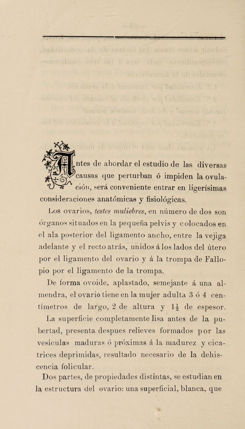 lites de abordar el estudio de las diversas i^^^eausas que perturban ó impiden la ovula- cíón, será conveniente entrar en ligerísimas consideraciones anatómicas y fisiológicas. Los ovarios, testes mutiebres, en número de dos son órganos situados en la pequeña pelvis y colocados en el ala posterior del ligamento ancho, entre la vejiga adelante y el recto atrás, unidos á los lados del útero por el ligamento del ovario y á la trompa de Falio- pio por el ligamento de la trompa. De forma ovoide, aplastado, semejante á una al¬ mendra, el ovario tiene en la mujer adulta 3 ó 4 cen¬ tímetros de largo, 2 de altura y 1^ de espesor. / La superficie completamente lisa antes de la pu¬ bertad, presenta después relieves formados por las vesículas maduras ó próximas á la madurez y cica¬ trices deprimidas, resultado necesario de la dehis¬ cencia folicular. Dos partes, de propiedades distintas, se estudian en la estructura del ovario: una superficial, blanca, que