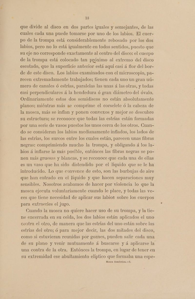que divide al disco en dos partes iguales y semejantes, de las cuales cada una puede tomarse por uno de los labios. El cuer- po de la trompa está considerablemente rebosado por los dos labios, pero no lo está igualmente en todos sentidos, puesto que su eje no corresponde exactamente al centro del disco: el cuerpo de la trompa está colocado tan próximo al extremo del disco escotado, que la superficie anterior está aquí casi á flor del bor- de de este disco. Los labios examinados con el microscopio, pa- recen extremadamente trabajados; tienen cada uno un gran uú- mero de canales ó estrías, paralelas las unas á las otras, y todas casi perpendiculares á la hendedura ó gran diámetro del óvalo. Ordinariamente estos dos semidiscos no están absolutamente planos; miéntras más se comprime el corselete ó la cabeza de la mosca, más se inflan y ponen convexos y mejor se descubre su estructura; se reconoce que todas las estrías están formadas por una serie de vasos puestos los unos cerca de los otros. Cuan- do se consideran los labios medianamente inflados, los lados de las estrías, los surcos entre los cuales están, parecen unas fibras negras: comprimiendo mucho la trompa, y obligando á los la- bios á inflarse lo más posible, entónces las fibras negras se po- nen más gruesas y blancas, y se reconoce que cada una de ellas es un vaso que ha sido distendido por el líquido que se le ha introducido. Lo que eonvence de esto, son las burbujas de aire que han entrado en el líquido y que hacen separaciones muy sensibles. Nosotros acabamos de hacer por violencia lo que la mosca ejecuta voluntariamente cuando le place, y todas las ve- ces que tiene necesidad de aplicar sus labios sobre los cuerpos para extraerles el jugo. Cuando la mosca no quiere hacer uso de su trompa, y la tie- ne encerrada en su celda, los dos labios están aplicados el uno contra el otro, de manera que las estrías del uno están sobre las estrías del otro; ó para mejor decir, las dos mitades del disco, como si estuvieran reunidas por goznes, pueden salir cada una de su plano y venir mutuamente á buscarse y á aplicarse la una contra de la otra. Entónces la trompa, en lugar de tener en su extremidad ese abultamiento elíptico que formaba una espe- Mosca doméstica.—3.