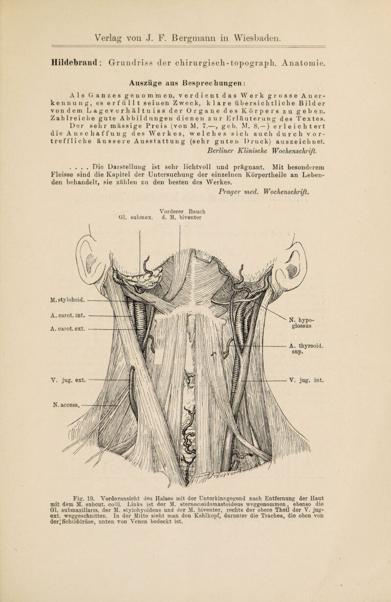 Hildebrand: Grundriss der chirurgisch-topograph. Anatomie. Auszüge aus ßesprecIllingen: Als Ganzes genommen, verdient das Werk grosse Aner¬ kennung, es erfüllt seinen Zweck, klare übersichtliche Bilder von dem Lageverhältniss der Organe des Körpers zu geben. Zahlreiche gute Abbildungen dienen zur Erläuterung des Textes. Der sehr massige Preis (von M, 7.—, geh. M. 8. — ) erleichtert die Anschaffung des Werkes, welches sich auch durch vor¬ treffliche äussere Ausstattung (sehr guten Druck) auszeichnet. Berliner Klinische Wochenschrift. .... Die Darstellung ist sehr lichtvoll und prägnant. Mit besonderem Fleisse sind die Kapitel der Untersuchung der einzelnen Körpertheile an Leben¬ den behandelt, sie zählen zu den besten des Werkes. Prager med. Wochenschrift. Vorderer Bauch Gl. submax. d. M. biventer M. stylohoid A. carot. int A. carot. ext N. hypo- glossus A. thyreoid. sup. V. jug N.access V. jug. int. Fig. 19. Vorderansicht des Halses mit der Unterkinngegend nach Entfernung der Haut mit dem M. subcut. colli. Links ist der M. sternocieidomastoideus weggenommen, ebenso die Gl. submaxillans, der M. stylohyoideus und der M. biventer, rechts der obere Theil der V. jug- ext. weggeschnitten. In der Mitte sieht man den Kehlkopf, darunter die Trachea, die oben von der!Schilddrüse, unten von Venen bedeckt ist.