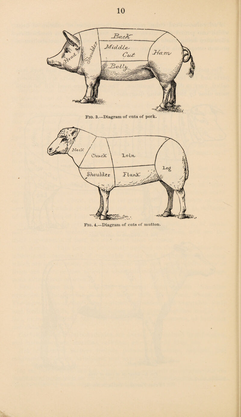 Fig. 3.—Diagram of cuts of pork.