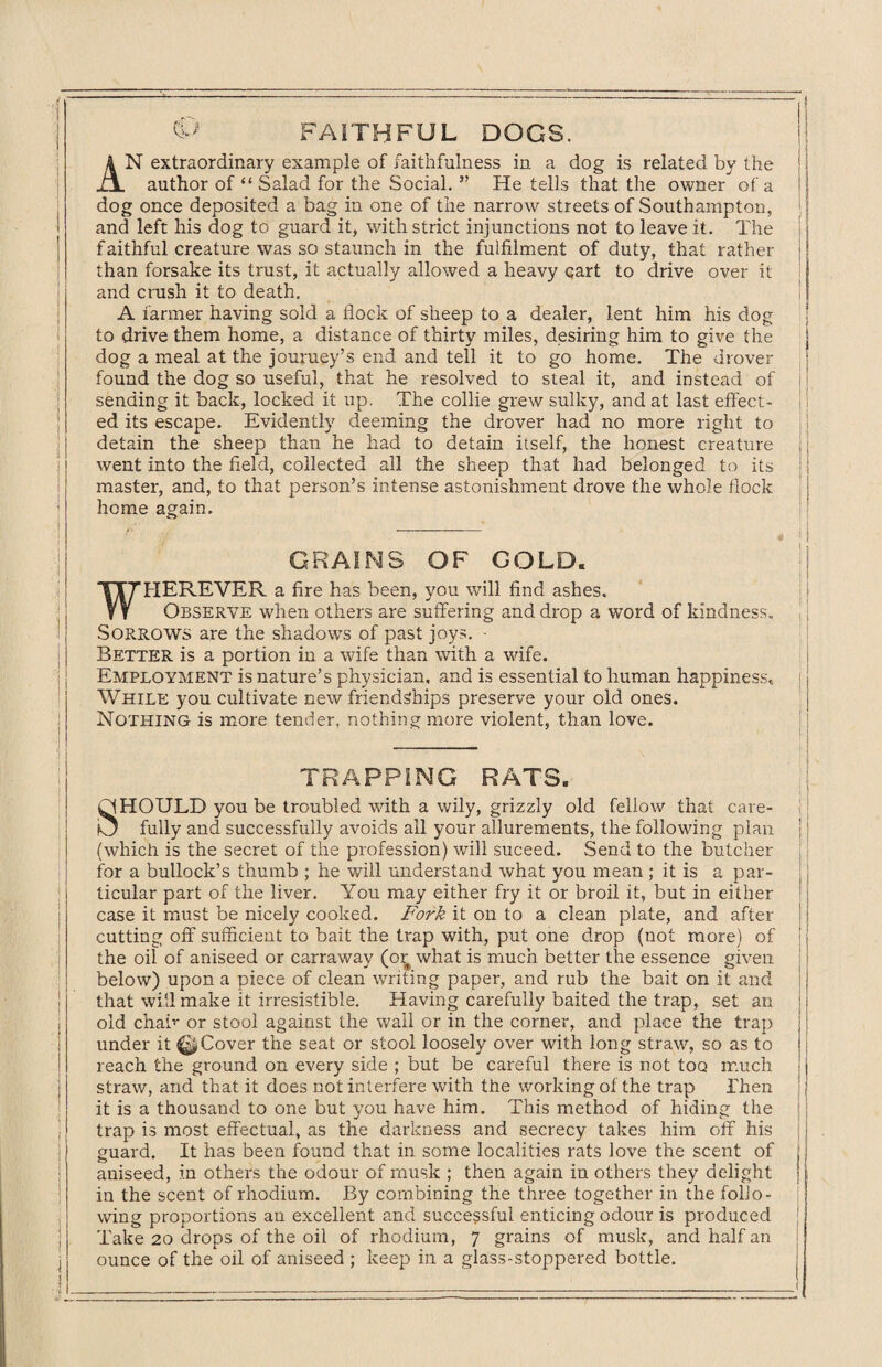 FAITHFUL DOGS. AN extraordinary example of faithfulness in a dog is related by the author of “ Salad for the Social. ” He tells that the owner of a dog once deposited a bag in one of the narrow streets of Southampton, and left his dog to guard it, with strict injunctions not to leave it. The faithful creature was so staunch in the fulfilment of duty, that rather than forsake its trust, it actually allowed a heavy qart to drive over it and crush it to death. A farmer having sold a flock of sheep to a dealer, lent him his dog to drive them home, a distance of thirty miles, desiring him to give the dog a meal at the journey’s end and tell it to go home. The drover found the dog so useful, that he resolved to steal it, and instead of sending it back, locked it up. The collie grew sulky, and at last effect¬ ed its escape. Evidently deeming the drover had no more right to detain the sheep than he had to detain itself, the honest creature went into the field, collected all the sheep that had belonged to its master, and, to that person’s intense astonishment drove the whole flock home again. GRAINS OF GOLD. WHEREVER a fire has been, you will find ashes. Observe when others are suffering and drop a word of kindness. Sorrows are the shadows of past joys. • Better is a portion in a wife than with a wife. Employment is nature’s physician, and is essential to human happinesst While you cultivate new friendships preserve your old ones. Nothing is more tender, nothing more violent, than love. TRAPPING RATS. QHOULD you be troubled with a wily, grizzly old fellow that care- fO fully and successfully avoids all your allurements, the following plan (which is the secret of the profession) will suceed. Send to the butcher for a bullock’s thumb ; he will understand what you mean; it is a par¬ ticular part of the liver. You may either fry it or broil it, but in either case it must be nicely cooked. Fork it on to a clean plate, and after cutting off sufficient to bait the trap with, put one drop (not more) of the oil of aniseed or carraway (o^ what is much better the essence given below) upon a piece of clean waiting paper, and rub the bait on it and that will make it irresistible. Having carefully baited the trap, set an old chaff or stool against the wall or in the corner, and place the trap under it ^ Cover the seat or stool loosely over with long straw, so as to reach the ground on every side ; but be careful there is not too much straw, and that it does not interfere with the working of the trap Then it is a thousand to one but you have him. This method of hiding the trap is most effectual, as the darkness and secrecy takes him off his guard. It has been found that in some localities rats love the scent of aniseed, in others the odour of musk ; then again in others they delight in the scent of rhodium. By combining the three together in the follo¬ wing proportions an excellent and successful enticing odour is produced Take 20 drops of the oil of rhodium, 7 grains of musk, and half an ounce of the oil of aniseed ; keep in a glass-stoppered bottle.