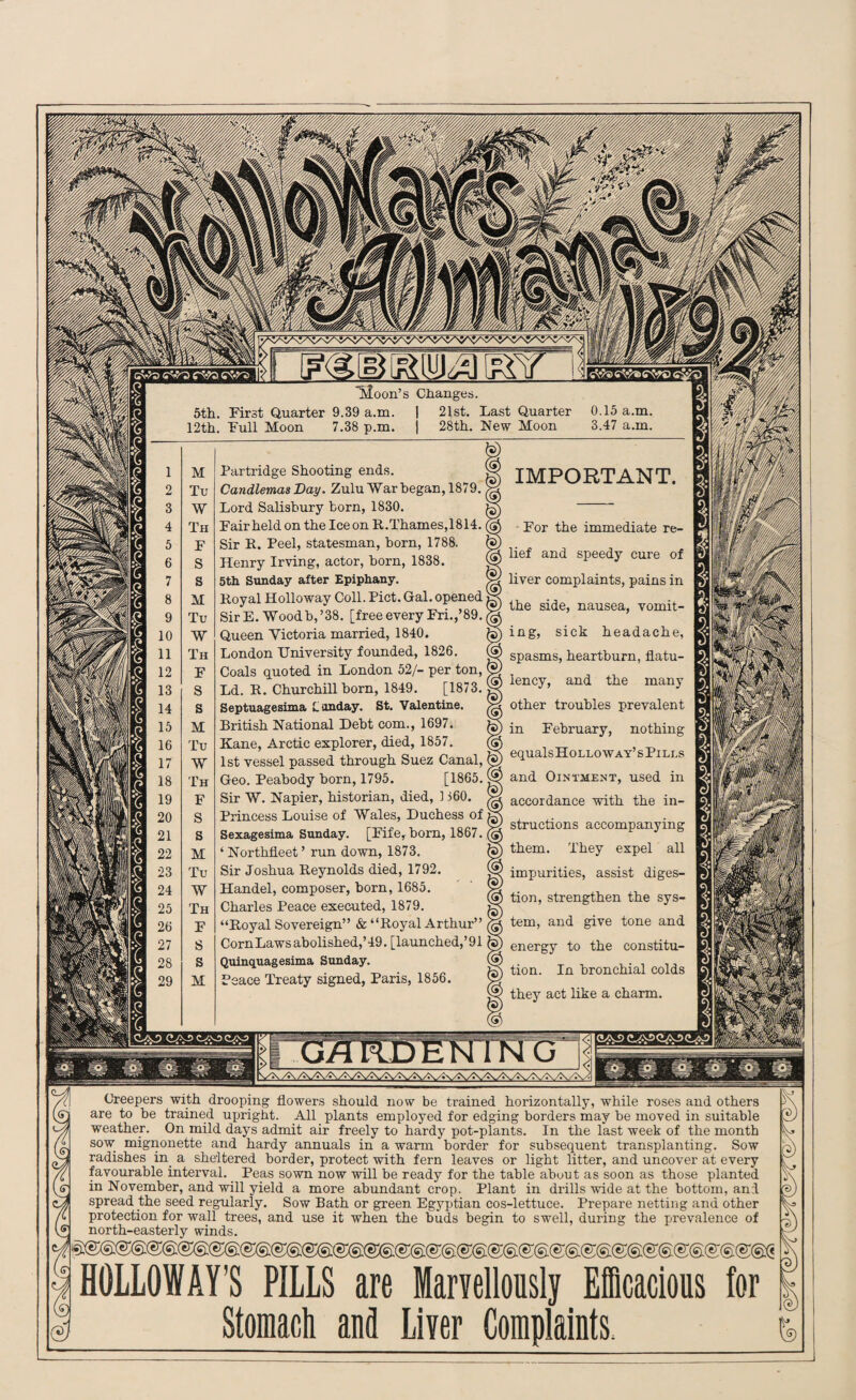 «->/•» C'vre Tsloon’s Changes. 5th. First Quarter 9.39 a.m. | 21st. Last Quarter 0.15 a.m. 12th. Full Moon 7.38 p.m. j 28th. New Moon 3.47 a.m. IMPORTANT. M Partridge Shooting ends. v Tu Candlemas Day. Zulu War began, 1879. £ W Lord Salisbury born, 1830. r Th Fair held on the Iceon R.Thames, 1814. £ F Sir R. Peel, statesman, born, 1788. t S Henry Irving, actor, born, 1838. ( s 5th Sunday after Epiphany. > M Royal Holloway Coll. Piet. Gal. opened i Tu Sir E. Woodb, ’38. [free every Fri.,’89. ( W Queen Victoria married, 1840. £ Th London University founded, 1826. ( F Coals quoted in London 52/- per ton, C S Ld. R. Churchill born, 1849. [1873. V S Septuagesima L unday. St. Valentine. / M British National Debt com., 1697. / Tu Kane, Arctic explorer, died, 1857. ( W 1st vessel passed through Suez Canal, l Th Geo. Peabody born, 1795. [1865. ( F Sir W. Napier, historian, died, 1160. S S Princess Louise of Wales, Duchess of \ s Sexagesima Sunday. [Fife, born, 1867. ( M ‘ Northfleet ’ run down, 1873. £ Tu Sir Joshua Reynolds died, 1792. ( W Handel, composer, born, 1685. V Th Charles Peace executed, 1879. i F “Royal Sovereign” & “Royal Arthur” ( S CornLawsabolished,’49. [launched,’91 £ s Quinquagesima Sunday. ( M Peace Treaty signed, Paris, 1856. ( For the immediate re¬ lief and speedy cure of liver complaints, pains in the side, nausea, vomit- ing, sick headache, spasms, heartburn, flatu¬ lency, and the many other troubles prevalent in February, nothing equalsHoLLO wa y’s Pi li.s and Ointment, used in accordance with the in¬ structions accompanying them. They expel all impurities, assist diges¬ tion, strengthen the sys¬ tem, and give tone and energy to the constitu¬ tion. In bronchial colds they act like a charm. Creepers with drooping flowers should now be trained horizontally, while roses and others are to be trained upright. All plants employed for edging borders may he moved in suitable weather. On mild days admit air freely to hardy pot-plants. In the last week of the month sow mignonette and hardy annuals in a warm border for subsequent transplanting. Sow radishes in a sheltered border, protect with fern leaves or light litter, and uncover at every favourable interval. Peas sown now will be ready for the table about as soon as those planted in November, and will yield a more abundant crop. Plant in drills wide at the bottom, and spread the seed regularly. Sow Bath or green Egyptian cos-lettuce. Prepare netting and other protection for wall trees, and use it when the buds begin to swell, during the prevalence of north-easterly winds. HOLLOWAY’S PILLS are Marvellously Efficacious for Stomach and Liver Complaints.