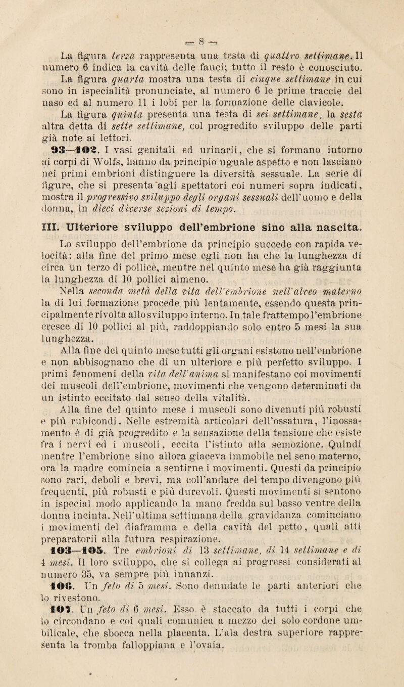 La figura terza rappresenta una testa di quattro settimane. li numero 6 indica la cavità delle fauci; tutto il resto è conosciuto. La figura quarta mostra una testa di cinque settimane in cui sono in ispecialità pronunciate, al numero 6 le prime traccie del naso ed al numero 11 i lobi per la formazione delle clavicole. La figura quinta presenta una testa di sei settimane, la sesta altra detta di sette settimane, col progredito sviluppo delle parti già note ai lettori. ©8—10&. I vasi genitali ed urinarii, che si formano intorno ai corpi di Wolfs, hanno da principio uguale aspetto e non lasciano Tiei primi embrioni distinguere la diversità sessuale. La serie di ligure, che si presenta agli spettatori coi numeri sopra indicati, mostra il progressivo sviluppo degli organi sessuali del Tu omo e della donna, in dieci diverse sezioni di tempo. III. Ulteriore sviluppo dell’embrione sino alla nascita. Lo sviluppo delLembrione da principio succede con rapida ve¬ locità: alla fine del primo mese egli non ha che la lunghezza di circa un terzo di pollice, mentre nel quinto mese ha già raggiunta la lunghezza di 10 pollici almeno. Nella seconda metà della vita dellembrione nell'alveo materno la di lui formazione procede più lentamente, essendo questa prin¬ cipalmente rivolta allo sviluppo interno. In tale frattempo l’embrione cresce di 10 pollici al più, raddoppiando solo entro 5 mesi la sua lunghezza. Alla fine del quinto mese tutti gli organi esistono nell’embrione e non abbisognano che di un ulteriore e più perfetto sviluppo. I primi fenomeni della vita dell'anima si manifestano coi movimenti dei muscoli delLembrione, movimenti che vengono determinati da un istinto eccitato dal senso della vitalità. Alla fine del quinto mese i muscoli sono divenuti più robusti e più rubicondi. Nelle estremità articolari dell’ossatura, Linossa- mento è di già progredito e la sensazione della tensione che esiste fra i nervi ed i muscoli, eccita l’istinto alla semozione. Quindi mentre l’embrione sino allora giaceva immobile nel seno materno, ora la madre comincia a sentirne i movimenti. Questi da principio sono rari, deboli e brevi, ma coll’andare del tempo divengono più frequenti, più robusti e più durevoli. Questi movimenti si sentono in ispecial modo applicando la mano fredda sul basso ventre della donna incinta. Nell’ultima settimana della gravidanza cominciano i movimenti del diaframma e della cavità del petto, quali atti preparatorii alla futura respirazione. 108—105. Tre embrioni di 13 settimane, di 14 settimane e di 4 mesi. Il loro sviluppo, che si collega ai progressi considerati al numero 35, va sempre più innanzi. IOI». Un feto di 5 mesi. Sono denudate le parti anteriori che lo rivestono. S©3. Un feto di 6 mesi. Esso è staccato da tutti i corpi che lo circondano e coi quali comunica a mezzo del solo cordone uni* bilicale, che sbocca nella placenta. L’ala destra superiore rappre¬ senta la tromba falloppiana e l’ovaia.