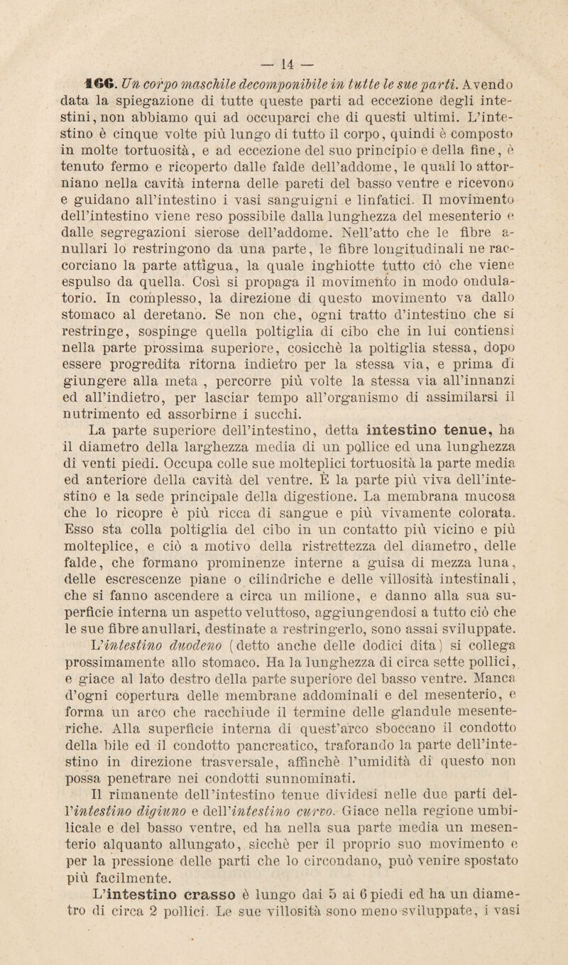 tf»6. Un corpo maschile decomponibile in tutte le sue parti. Avendo data la spiegazione di tutte queste parti ad eccezione degli inte¬ stini, non abbiamo qui ad occuparci che di questi ultimi. L’inte¬ stino è cinque volte più lungo di tutto il corpo, quindi è composto in molte tortuosità, e ad eccezione del suo principio e della fine, è tenuto fermo e ricoperto dalle falde dell’addome, le quali lo attor¬ niano nella cavità interna delle pareti del basso ventre e ricevono e guidano all’intestino i vasi sanguigni e linfatici. Il movimento dell’intestino viene reso possibile dalla lunghezza del mesenterio e dalle segregazioni sierose dell’addome. Nell’atto che le fibre a- nullari lo restringono da una parte, le fibre longitudinali ne rac¬ corciano la parte attìgua, la quale inghiotte tutto ciò che viene espulso da quella. Così si propaga il movimento in modo ondula¬ torio. In complesso, la direzione di questo movimento va dallo stomaco al deretano. Se non che, ogni tratto d’intestino che si restringe, sospinge quella poltiglia di cibo che in lui contiensi nella parte prossima superiore, cosicché la poltiglia stessa, dopo essere progredita ritorna indietro per la stessa via, e prima di giungere alla meta , percorre più volte la stessa via all’innanzi ed all’indietro, per lasciar tempo all’organismo di assimilarsi il nutrimento ed assorbirne i succhi. La parte superiore dell’intestino, detta intestino tenue, ha il diametro della larghezza media di un pollice ed una lunghezza di venti piedi. Occupa colle sue molteplici tortuosità la parte media ed anteriore della cavità del ventre. È la parte più viva dell’inte- stino e la sede principale della digestione. La membrana mucosa che lo ricopre è più ricca di sangue e più vivamente colorata. Esso sta colla poltiglia del cibo in un contatto più vicino e più molteplice, e ciò a motivo della ristrettezza del diametro, delle falde, che formano prominenze interne a guisa di mezza luna, delle escrescenze piane o cilindriche e delle villosità intestinali, che si fanno ascendere a circa un milione, e danno alla sua su¬ perfìcie interna un aspetto veluttoso, aggiungendosi a tutto ciò che le sue fibre anullari, destinate a restringerlo, sono assai sviluppate. L'intestino duodeno (detto anche delle dodici dita) si collega prossimamente allo stomaco. Ha la lunghezza di circa sette pollici, e giace al lato destro della parte superiore del basso ventre. Manca d’ogni copertura delle membrane addominali e del mesenterio, e forma un arco che racchiude il termine delle glandule mesente¬ riche. Alla superfìcie interna di quest’arco sboccano il condotto della bile ed il condotto pancreatico, traforando la parte dell’inte¬ stino in direzione trasversale, affinchè l’umidità di questo non possa penetrare nei condotti sunnominati. Il rimanente dell’intestino tenue dividesi nelle due parti del- Yintestino digiuno e dell 'intestino curvo. Giace nella regione umbi- licale e del basso ventre, ed ha nella sua parte media un mesen¬ terio alquanto allungato, sicché per il proprio suo movimento e per la pressione delle parti che lo circondano, può venire spostato più facilmente. L’intestino crasso è lungo dai 5 ai 6 piedi ed ha un diame¬ tro di circa 2 pollici. Le sue villosità sono meno sviluppate, i vasi
