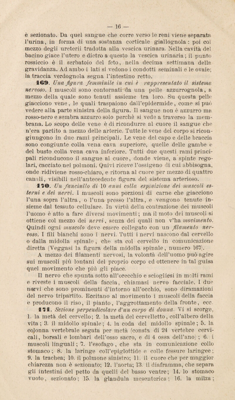 — 16 — è sezionato. Da quel sangue che corre verso le reni viene separata Purina, in forma di una sostanza corticale giallognola: poi col mezzo degli ureterii tradotta alla vescica urinara. Nella cavità del bacino giace l’utero e dietro a questo la vescica urinaria; il punto rossiccio è il serbatoio del feto, nella decima settimana della gravidanza. Ad ambo i lati si vedono i condotti seminali e le ovaie; la traccia verdognola segna l’intestino retto. 169. Una figura femminile in cui è rappresentato il sistema nervoso. I muscoli sono contornati da una pelle azzurrognola, a mezzo della quale sono tenuti assieme tra loro. Su questa pelle giacciono vene, le quali traspaiono dal l’epidermide, come si può vedere alla parte sinistra della figura. Il sangue non è azzurro ma rosso-nero e sembra azzurro solo perchè si vede a traverso la mem¬ brana. Lo scopo delle vene è di ricondurre al cuore il sangue che n’era partito a mezzo delle arterie. Tutte le vene del corpo si ricon¬ giungono in due rami principali. Le vene del capo e delle braccia sono congiunte colla vena cava superiore, quelle delle gambe e del busto colla vena cava inferiore. Tutti due questi rami princi¬ pali riconducono il sangue al cuore, donde viene, a, spinte rego¬ lari, cacciato nei polmoni. Quivi riceve l’ossigeno di cui abbisogna, onde ridiviene rosso-chiaro, e ritorna al cuore per mezzo di quattro canali, visibili nell’antecedente figura del sistema arterioso. ITO. Un fanciullo di 10 anni colla esposizione dei muscoli es¬ terni e dei nervi. I muscoli sono porzioni di carne che giacciono Luna sopra l’altra, o l’una presso l’altra, e vengono tenute in¬ sieme dal tessuto cellulare. In virtù della contrazione dei muscoli l’uomo è atto a fare diversi movimenti ; ma il moto dei muscoli si ottiene col mezzo dei nervi, senza dei quali non v’ha movimento. Quindi ogmi muscolo deve essere collegato con un filamento ner¬ voso. I fili bianchi sono i nervi. Tutti i nervi nascono dal cervello o dalla midolla spinale , che sta col cervello in comunicazione diretta (Yeggasi la figura della midolla spinale, numero 167). A mezzo dei filamenti nervosi, la volontà dell’uomo può agire sui muscoli più lontani del proprio corpo ed ottenere in tal guisa quel movimento che più gli piace. Il nervo che spunta sotto all’orecchio e sciogliesi in molti rami e riveste i muscoli della faccia, chiamasi nervo facciale. I due nervi che sono prominenti d’intorno all’occhio, sono diramazioni del nervo tripartito. Eccitano al movimento i muscoli della faccia e producono il riso, il pianto, l’aggrottamento della fronte, ecc. SII. Sezione perpendicolare d’un corpo di donna. Yi si scorge, 1. la metà del cervello; 2. la metà del cervelletto, coll’albero della, vita; 3. il midollo spinale; 4. la coda del midollo spinale; 5. la colonna vertebrale segata per metà (consta di 24 vertebre cervi¬ cali, borsali e lombari dell’osso sacro, e di 4 ossa dell’ano) ; 6. i muscoli linguali ; 7. l’esofago , che sta in comunicazione collo stomaco ; 8. la laringe coll’epigloftide e colle fessure laringee ; 9. la trachea; 10. il polmone sinistro; li. il cuore che per maggior chiarezza non è sezionato; 12. l’aorta; 13. il diaframma, che separa gli intestini del petto da quelli del basso ventre; 14. lo stomaco