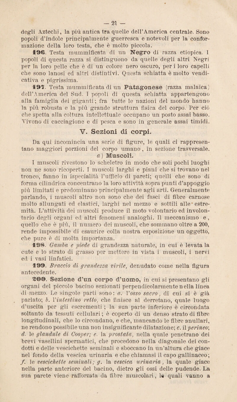 degli Aztechi, la più antica tra quelle dell’America centrale. Sono popoli d’indole principalmente guerresca e notevoli per la confor¬ mazione della loro testa, che è molto piccola. 196. Testa mummificata di un Negro di razza etiopica. I popoli di questa razza si distinguono da quelle degli altri Negri per la loro pelle che è di un colore nero oscuro, per i loro capelli che sono lanosi ed altri distintivi. Questa schiatta è molto vendi¬ cativa e pigrissima. 191. Testa mummificata di un Patagonese (razza malaica) dell’America del Sud. T popoli di questa schiatta appartengono alla famiglia dei giganti; fra tutte le nazioni del mondo hanno la più robusta e la più grande struttura fisica del corpo. Per ciò che spetta alla coltura intellettuale occupano un posto assai basso. Vivono di cacciagione e di pesca e sono in generale assai timidi. V. Sezioni di corpi. Da qui incomincia una serie di figure, le quali ci rappresen- tano maggiori porzioni del corpo umano , in sezione trasversale. a) Muscoli. I muscoli rivestono lo scheletro in modo che soli pochi luoghi non ne sono ricoperti. I muscoli larghi e piani che si trovano nei tronco, fanno in ispecialità Vufficio di pareti; quelli che sono di forma cilindrica concentrano la loro attività sopra punti d’appoggio più limitati e predominano principalmente agli arti. Generalmente parlando, i muscoli altro non sono che dei fasci di fibre carnose molto allungati ed elastici, larghi nel mezzo e sottili alle* estre¬ mità. L’attività dei muscoli produce il moto volontario ed involon¬ tario degli organi ed altri fenomeni analoghi. Il meccanismo e , quello che è più, il numero dei muscoli, che sommano oltre a 200, rende impossibile di esaurire colla nostra esposizione un oggetto, che pure è di molta importanza. 198. Gamba e piede di grandezza naturale, in cui è levatala cute e lo strato di grasso per mettere in vista i muscoli, i nervi ed i vasi linfatici. 499. Braccio di grandezza virile, denudato come nella figura antecedente. Sezione d’un corpo d’uomo, in cui si presentano gii organi del piccolo bacino sezionati perpendicolarmente n ella linea di mezzo. Le singole parti sono: a. Vosco sacro, di cui si è già parlato; b. Vintestino retto, che finisce al derretano, quale luogo d’uscita per gli escrementi ; la sua parte inferiore è circondata soltanto da tessuti cellulari ; è coperto di un denso strato di fibre longitudinali, che lo circondano, e che, mancando le fibre anullari, ne rendono possibile una non insignificante dilatazione; c. il perineo; d. le glandule di Cooper; e. la prostata, nella quale penetrano dei brevi vasellini spermatici, che procedono nella diagonale dei con¬ dotti e delle vescichette seminali e sboccano in un’altura che giace nel fondo della vescica urinaria e che chiamasi il capo gallinaceo ; /. le vescichette seminali; g. la vescica urinaria, la quale giace nella parte anteriore del bacino, dietro gli ossi delle pudende. La sua parete viene rafforzata da fibre muscolari, le quali vanno a