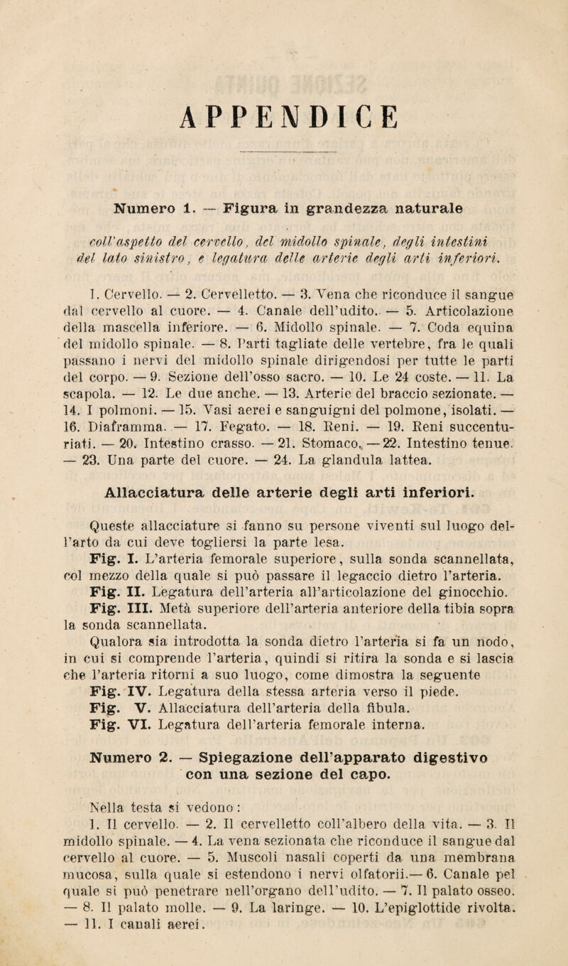 APPENDICE Numero i. — Figura in grandezza naturale coll'aspetto del cervello, del midollo spinale, degli intestini del lodo sinistro, e legatura delle arterie degli arti inferiori. 1. Cervello. — 2. Cervelletto. — 3. Vena che riconduce il sangue dal cervello al cuore. — 4. Canale dell’udito.. — 5. Articolazione della mascella inferiore. — 6. Midollo spinale. — 7. Coda equina del midollo spinale. — 8. Parti tagliate delle vertebre, fra le quali passano i nervi del midollo spinale dirigendosi per tutte le parti del corpo. —9. Sezione dell’osso sacro. — 10. Le 24 coste. —11. La scapola. — 12. Le due anche. — 13. Arterie del braccio sezionate. — 14. I polmoni. — 15. Vasi aerei e sanguigni del polmone, isolati. — 16. Diaframma. — 17. Fegato. — 18. Reni. — 19. Reni succentu- riati. — 20. Intestino crasso. —21. Stomaco. —22. Intestino tenue. — 23. Una parte del cuore. — 24. La gianduia lattea. Allacciatura delle arterie degli arti inferiori. Queste allacciature si fanno su persone viventi sul luogo del¬ l’arto da cui deve togliersi la parte lesa. Fig. I. L’arteria femorale superiore, sulla sonda scannellata, col mezzo della quale si può passare il legaccio dietro l’arteria. Fig. II. Legatura dell’arteria all’articolazione del ginocchio. Fig. III. Metà superiore dell’arteria anteriore della tibia sopra la sonda scannellata. Qualora sia introdotta la sonda dietro l’arteria si fa un nodo, in cui si comprende l’arteria, quindi si ritira la sonda e si lascia che l’arteria ritorni a suo luogo, come dimostra la seguente Fig. IV. Legatura della stessa arteria verso il piede. Fig. V. Allacciatura dell’arteria della fìbula. Fig. VI. Legatura dell’arteria femorale interna. Numero 2. — Spiegazione dell’apparato digestivo con una sezione del capo. Nella testa si vedono : 1. Il cervello. — 2. Il cervelletto coll’albero della vita. — 3. Il midollo spinale. — 4. La vena sezionata che riconduce il sangue dal cervello al cuore. — 5. Muscoli nasali coperti da una membrana mucosa, sulla quale si estendono i nervi olfatorii.— 6. Canale pel quale si può penetrare nell’organo dell’udito. — 7. Il palato osseo. — 8. Il palato molle. — 9. La laringe. — 10. L’epiglottide rivolta.