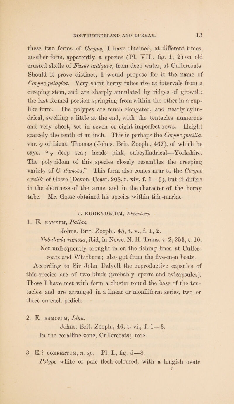 these two forms of Goryne, I have obtained, at different times, another form, apparently a species (PL VII., fig. 1, 2) on old crusted shells of Fusus antiquus, from deep water, at Cullercoats. Should it prove distinct, I would propose for it the name of Goryne pelagica. Very short horny tubes rise at intervals from a creeping stem, and are sharply annulated by ridges of growth; the last formed portion springing from within the other in a cup- like form. The polypes are much elongated, and nearly cylin¬ drical, swelling a little at the end, with the tentacles numerous and very short, set in seven or eight imperfect rows. Height scarcely the tenth of an inch. This is perhaps the Goryne pusilla, var. y of Lieut. Thomas (Johns. Brit. Zooph., 467), of which he says, “ y deep sea; heads pink, subcylindrical—Yorkshire. The polypidom of this species closely resembles the creeping variety of G. clumosa.” This form also comes near to the Goryne sessilis of Gosse (Devon. Coast. 208, t. xiv, f. 1—3), but it differs in the shortness of the arms, and in the character of the horny tube. Mr. Gosse obtained his species within tide-marks. 5. EUDENDRIUM, Ehrenberg. 1. E. RAMEUM, Pallas. Johns. Brit. Zooph., 45, t. v., f. 1, 2. Tubularia ramosa, ibid, in Newc. N. H. Trans, v. 2, 253, t. 10. Not unfrecpiently brought in on the fishing lines at Culler- coats and Whitburn; also got from the five-men boats. According to Sir John Daly ell the reproductive capsules of this species are of two kinds (probably sperm and ovicapsules). Those I have met with form a cluster round the base of the ten¬ tacles, and are arranged in a linear or moniliform series, two or three on each pedicle. 2. E. ramosum, Linn. Johns. Brit. Zooph., 46, t. vi., f. 1—3. In the coralline zone, Cullercoats; rare. 3. E.? confertum, n. sp. PI. I., fig. 5—8. Polype white or pale flesh-coloured, with a longish ovate c