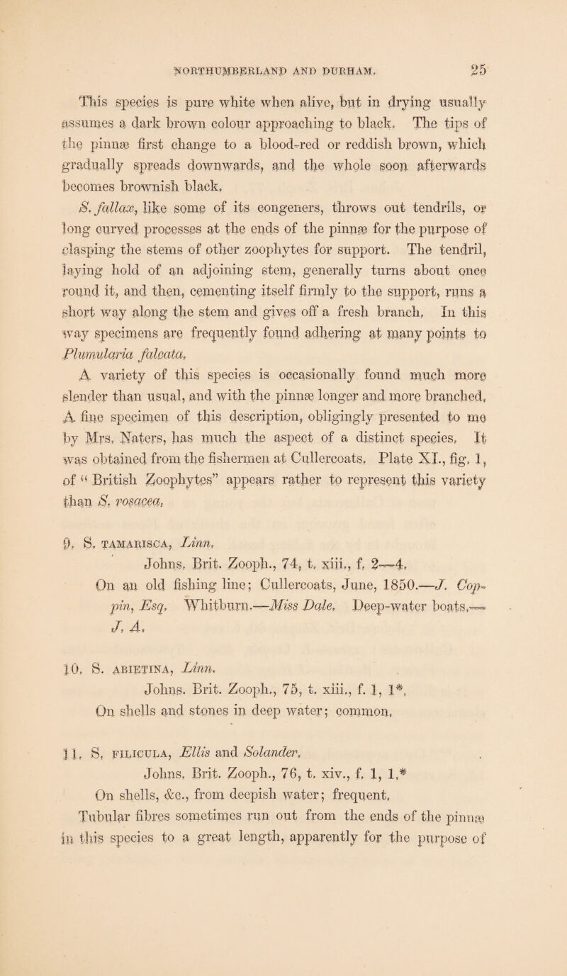 This species is pure white when alive, hut in drying usually assumes a dark brown colour approaching to black. The tips of the pinnEe first change to a blood-red or reddish brown, which gradually spreads downwards, and the whole soon afterwards becomes brownish black, S.fallax, like some of its congeners, throws out tendrils, or long curved processes at the ends of the pinnae for the purpose of clasping the stems of other zoophytes for support. The tendril, laying hold of an adjoining stem, generally turns about once round it, and then, cementing itself firmly to the support, runs a short way along the stern and gives off a fresh branch, In this way specimens are frequently found adhering at many points to Plumularia faloata, A variety of this species is occasionally found much more slender than usual, and with the pinna? longer and more branched, A fine specimen of this description, obligingly presented to me by Mrs, Haters, has much the aspect of a distinct species, If was obtained from the fishermen at Cullercoats, Plate XX., fig. 1, of British Zoophytes” appears rather to represent this variety than S, rosacea, 0, S„ tama Rise a, Linn, Johns, Brit. Zooph., 74, t, xiib, f, 2—4, On an old fishing line; Cullercoats, June, 1850.—J. Cop* pin, Esq, Whitburn.—Mm Dale, Deep-water boats,'— J\ 4, 10, S. aeietina, Linn, Johns. Brit. Zooph., 75, t. xiii., f. 1, 1* On shells and stones in deep water; common, IP S, filicula, Ellis and Colander, Johns, Brit. Zooph., 76, t, xiv., f, 1, 1A On shells, &c., from deepish water; frequent. Tubular fibres sometimes run out from the ends of the pinna? in this species to a great length, apparently for the purpose of