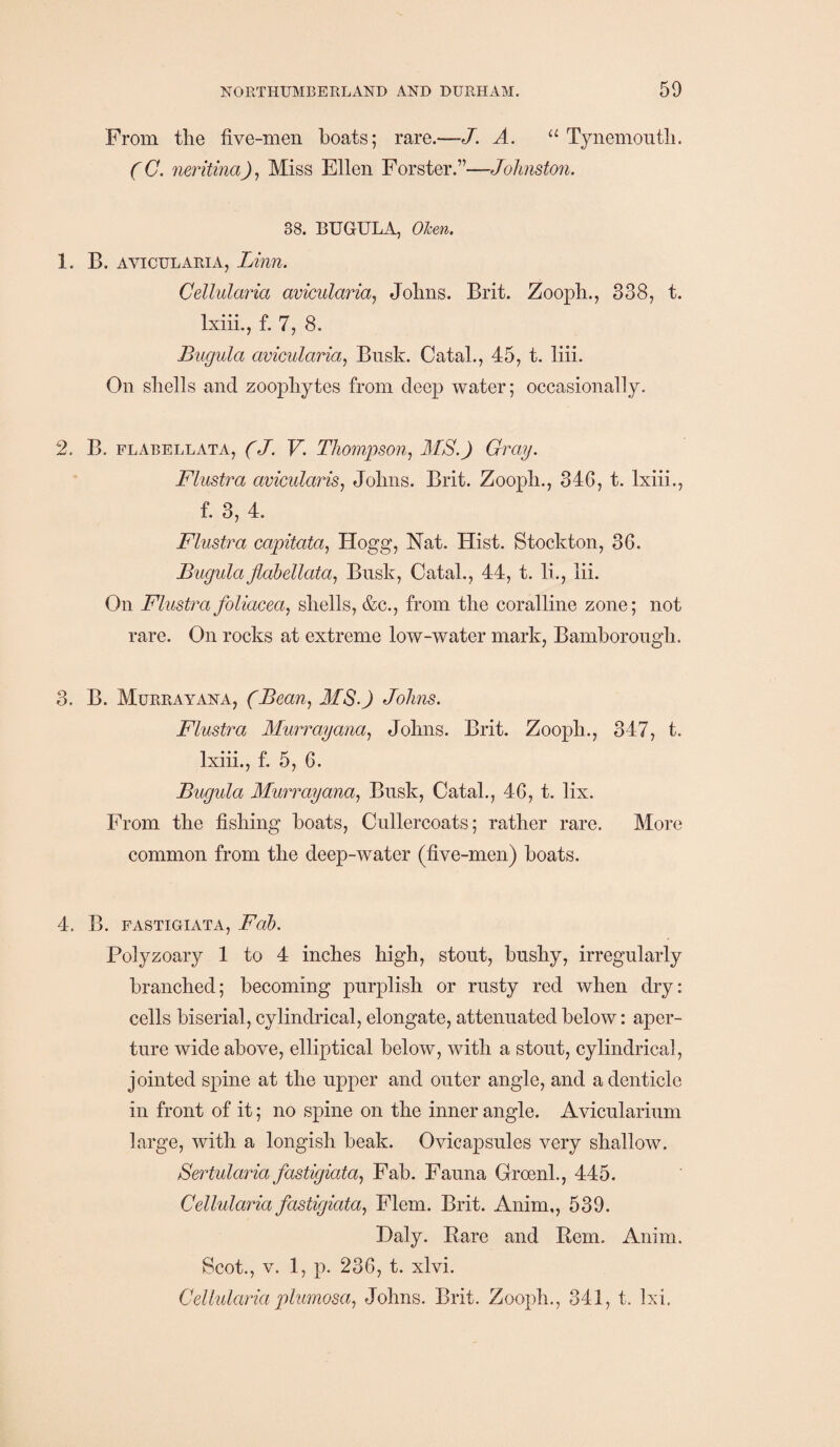 From the five-men boats; rare.—J. A. “ Tynemouth. (C. neritina), Miss Ellen Forster.”—Johnston. 38. BUGULA, Ohm. 1. B. avicularia, Linn. Cellularia avicularia, Johns. Brit. Zooph., 338, t. Ixiii., f. 7, 8. Bugula avicularia, Busk. Catal., 45, t. liii. On shells and zoophytes from deep water; occasionally. 2. B. flabellata, (J. V. Thompson, MS.) Gray. Flustra avicularis, Johns. Brit. Zooph., 34G, t. Ixiii., f. 3, 4. Flustra capitata, Hogg, Nat. Hist. Stockton, 36. Bugula flabellata, Busk, Catal., 44, t. li., lii. On Flustra foliacea, shells, &c., from the coralline zone; not rare. On rocks at extreme low-water mark, Bamhorongh. 3. B. Murrayana, (Bean, MS-) Johns. Flustra Murrayana, Johns. Brit. Zooph., 347, t. Ixiii., f. 5, 6. Bugula Murrayana, Busk, Catal., 46, t. lix. From the fishing boats, Cullercoats; rather rare. More common from the deep-water (five-men) boats. 4. B. fastigiata, Fab. Polyzoary 1 to 4 inches high, stout, bushy, irregularly branched; becoming purplish or rusty red when dry: cells biserial, cylindrical, elongate, attenuated below: aper¬ ture wide above, elliptical below, with a stout, cylindrical, jointed spine at the upper and outer angle, and a denticle in front of it; no spine on the inner angle. Avicularium large, with a longish beak. Ovicapsules very shallow. Sertularia fastigiata, Fab. Fauna Groenh, 445. Cellularia fastigiata, Flem. Brit. Anim,, 539. Daly. Bare and Bern. Anim. Scot., v. 1, p. 236, t. xlvi. Cellulariaplumosa, Johns. Brit. Zooph., 341, t. lxi.