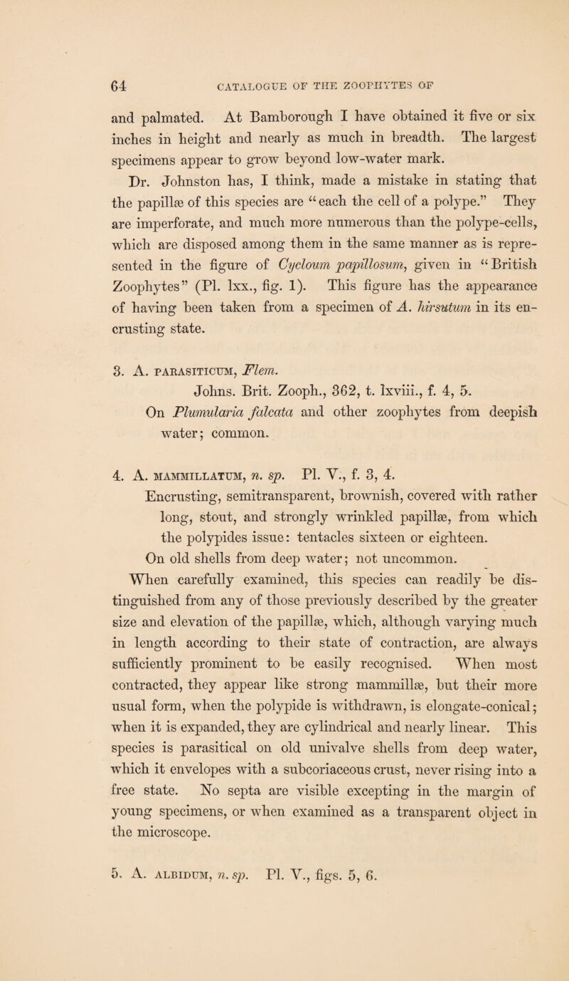 and palmated. At Bamborough I have obtained it five or six inches in height and nearly as much in breadth. The largest specimens appear to grow beyond low-water mark. Dr. Johnston has, I think, made a mistake in stating that the papilla of this species are “ each the cell of a polype.” They are imperforate, and much more numerous than the polype-cells, which are disposed among them in the same manner as is repre¬ sented in the figure of Cyclown papillosum, given in u British Zoophytes” (PI. lxx., fig. 1). This figure has the appearance of having been taken from a specimen of A. hirsutum in its en¬ crusting state. 3. A. parasiticum, Flem. Johns. Brit. Zooph., 362, t. Ixviii., f. 4, 5. On Plumularia falcata and other zoophytes from deepish water; common. 4. A. MAMMILLATUM, 71. Sp. PI. V., f. 3, 4. Encrusting, semitransparent, brownish, covered with rather long, stout, and strongly wrrinlded papilla?, from which the polypides issue: tentacles sixteen or eighteen. On old shells from deep water; not uncommon. When carefully examined, this species can readily be dis¬ tinguished from any of those previously described by the greater size and elevation of the papilla?, which, although varying much in length according to their state of contraction, are always sufficiently prominent to be easily recognised. When most contracted, they appear like strong mammilla?, but their more usual form, when the polypide is withdrawn, is elongate-conical; when it is expanded, they are cylindrical and nearly linear. This species is parasitical on old univalve shells from deep water, which it envelopes with a subcoriaceous crust, never rising into a free state. No septa are visible excepting in the margin of young specimens, or when examined as a transparent object in the microscope. 5. A. albidum, n. sp. PI. V., figs. 5, 6.
