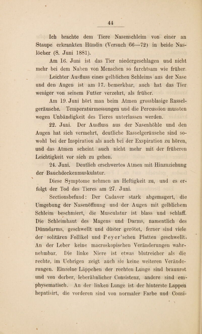 Ich brachte dem Tiere Nasenschleim von einer an Staupe erkrankten Hündin (Versuch 66—72) in beide Nas- löcher (8. Juni 1881). Am 16. Juni ist das Tier niedergeschlagen und nicht mehr bei dem Nahen von Menschen so furchtsam wie früher. Leichter Ausfluss eines gelblichen Schleims aus der Nase und den Augen ist am 17. bemerkbar, auch hat das Tier weniger von seinem Futter verzehrt, als früher. Am 19. Juni hört man beim Atmen grossblasige Rassel¬ geräusche. Temperaturmessungen und die Percussion mussten wegen Unbändigkeit des Tieres unterlassen werden. 22. Juni. Der Ausfluss aus der Nasenhöhle und den Augen hat sich vermehrt, deutliche Rasselgeräusche sind so¬ wohl bei der Inspiration als auch bei der Exspiration zu hören, und das Atmen scheint auch nicht mehr mit der früheren Leichtigkeit vor sich zu gehen. 24. Juni. Deutlich erschwertes Atmen mit Hinzuziehung der Bauchdeckenmuskulatur. Diese Symptome nehmen an Heftigkeit zu, und es er¬ folgt der Tod des Tieres am 27. Juni. Sectionsbefund: Der Cadaver stark abgemagert, die Umgebung der Nasenöffnung und der Augen mit gelblichem Schleim beschmiert, die Musculatur ist blass und schlaff. Die Schleimhaut des Magens und Darms, namentlich des Dünndarms, geschwellt und düster gerötet, ferner sind viele der solitären Follikel und Peyer’schen Platten geschwellt. An der Leber keine macroskopischen Veränderungen wahr¬ nehmbar. Die linke Niere ist etwas blutreicher als die rechte, im Uebrigen zeigt auch sie keine weiteren Verände¬ rungen. Einzelne Läppchen der rechten Lunge sind braunrot und von derber, leberähnlicher Consistenz, andere sind em- physematisch. An der linken Lunge ist der hinterste Lappen hepatisirt, die vorderen sind von normaler Farbe und Consi- 4/ ft