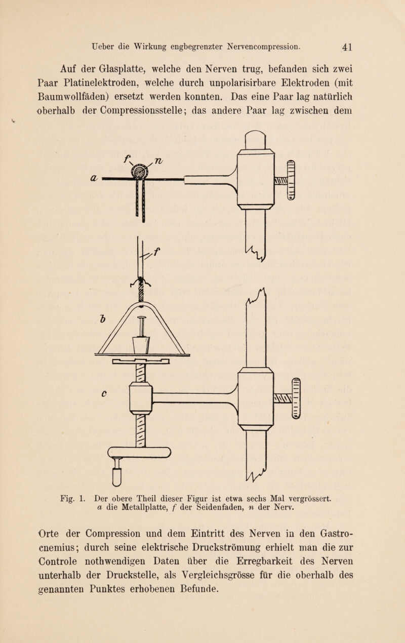 Auf der Glasplatte, welche den Nerven trug, befanden sich zwei Paar Platinelektroden, welche durch unpolarisirbare Elektroden (mit Baumwollfäden) ersetzt werden konnten. Das eine Paar lag natürlich oberhalb der Compressionsstelle; das andere Paar lag zwischen dem Fig. 1. Der obere Theil dieser Figur ist etwa sechs Mal vergrössert. a die Metallplatte, f der Seidenfaden, n der Nerv. Orte der Compression und dem Eintritt des Nerven in den Gastro- enemius; durch seine elektrische Druckströmung erhielt man die zur Controle nothwendigen Daten über die Erregbarkeit des Nerven unterhalb der Druckstelle, als Vergleichsgrösse für die oberhalb des genannten Punktes erhobenen Befunde.