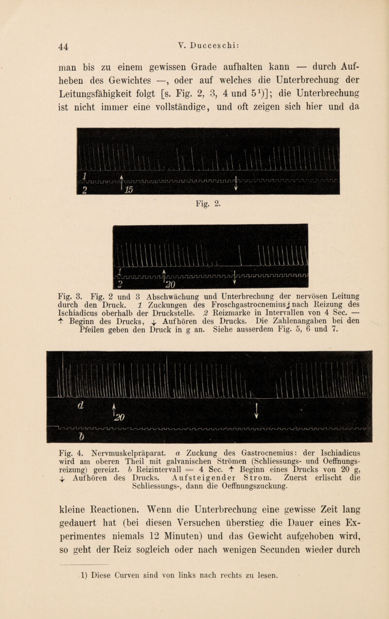 man bis zu einem gewissen Grade aufbalten kann — durch Auf¬ heben des Gewichtes —, oder auf welches die Unterbrechung der Leitungsfähigkeit folgt [s. Fig. 2, 3, 4 und 5*)]; die Unterbrechung ist nicht immer eine vollständige, und oft zeigen sich hier und da Fig. 3. Fig. 2 und 3 Abschwächung und Unterbrechung der nervösen Leitung durch den Druck. 1 Zuckungen des Froschgastrocnemiusj nach Reizung des Ischiadicus oberhalb der Druckstelle. 2 Reizmarke in Intervallen von 4 Sec. — Beginn des Drucks, 4. Auf hören des Drucks. Die Zahlenangaben bei den Pfeilen geben den Druck in g an. Siehe ausserdem Fig. 5, 6 und 7. Fig. 4. Nervmuskelpräparat, a Zuckung des Gastrocnemius: der Ischiadicus wird am oberen Theil mit galvanischen Strömen (Schliessungs- und Oeffnungs- reizung) gereizt, b Reizintervall = 4 Sec. -f Beginn eines Drucks von 20 g, 4, Auf hören des Drucks. Aufsteigender Strom. Zuerst erlischt die Schliessungs-, dann die Oeffnungszuckung. kleine Reactionen. Wenn die Unterbrechung eine gewisse Zeit lang gedauert hat (bei diesen Versuchen überstieg die Dauer eines Ex¬ perimentes niemals 12 Minuten) und das Gewicht aufgehoben wird, so geht der Reiz sogleich oder nach wenigen Secunden wieder durch 1) Diese Curven sind von links nach rechts zu lesen.