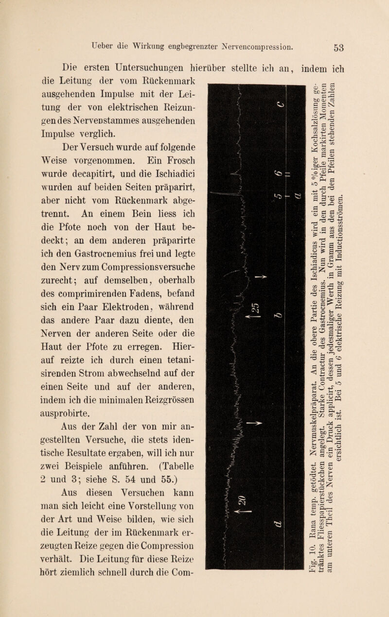 Die ersten Untersuchungen hierüber stellte ich an, indem ich die Leitung der vom Rückenmark ausgehenden Impulse mit der Lei¬ tung der von elektrischen Reizun¬ gendes Nervenstammes ausgehenden Impulse verglich. Der Versuch wurde auf folgende Weise vorgenommen. Ein Frosch wurde decapitirt, und die Ischiadici wurden auf beiden Seiten präparirt, aber nicht vom Rückenmark abge¬ trennt. An einem Bein liess ich die Pfote noch von der Haut be¬ deckt; an dem anderen präparirte ich den Gastrocnemius frei und legte den Nerv zum Compressionsversuche zurecht; auf demselben, oberhalb des comprimirenden Fadens, befand sich ein Paar Elektroden, während das andere Paar dazu diente, den Nerven der anderen Seite oder die Haut der Pfote zu erregen. Hier¬ auf reizte ich durch einen tetani- sirenden Strom abwechselnd auf der einen Seite und auf der anderen, indem ich die minimalen Reizgrössen ausprobirte. Aus der Zahl der von mir an- gestellten Versuche, die stets iden¬ tische Resultate ergaben, will ich nur zwei Beispiele anführen. (Tabelle 2 und 3; siehe S. 54 und 55.) Aus diesen Versuchen kann man sich leicht eine Vorstellung von der Art und Weise bilden, wie sich die Leitung der im Rückenmark er¬ zeugten Reize gegen dieCompression verhält. Die Leitung für diese Reize hört ziemlich schnell durch die Com-