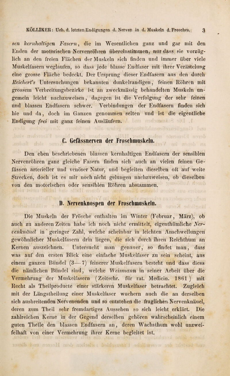sen kernhaltigen Fasern, die im Wesentlichen ganz und gar mit den Enden der motorischen Nervenröhren übereinstimmen, nur dass sie vorzüg¬ lich an den freien Flächen der Muskeln sich finden und immer über viele Muskelfasern weglaufen, so dass jede blasse Endfaser mit ihrer Verästelung eine grosse Fläche bedeckt. Der Ursprung dieser Endfasern aus den durch Reicheres Untersuchungen bekannten dunkelrandigen, feinen Röhren mit grossem Verbreitungsbezirke ist an zweckmässig behandelten Muskeln un- gemein leicht nachzuweisen, dagegen ist die Verfolgung der sehr feinen und blassen Endfasern schwer. Verbindungen der Endfasern linden sich hie und da, doch im Ganzen genommen selten und ist die eigentliche Endigung frei mit ganz feinen Ausläufern. C. Gefässncrven der Froschmuskeln. Den eben beschriebenen blassen kernhaltigen Endfasern der sensiblen Nervenröhren ganz gleiche Fasern finden sich auch an vielen feinen Ge- fässen arterieller und venöser Natur, und begleiten dieselben oft auf weite Strecken, doch ist es mir noch nicht gelungen nachzuweisen, ob dieselben von den motorischen oder sensiblen Röhren abstammen. I). Nervenknospen der Froschmuskeln. Die Muskeln der Frösche enthalten im Winter (Februar, März), ob auch zu anderen Zeiten habe ich noch nicht ermittelt, eigenthümliche Ner- venknäuel in ' geringer Zahl, welche scheinbar in leichten Anschwellungen gewöhnlicher Muskelfasern drin liegen, die sich durch ihren Reichthum an Kernen auszeichnen. Untersucht man genauer, so findet man, dass was auf den ersten Blick eine einfache Muskelfaser zu sein scheint, aus einem ganzen Bündel (3—7) feinerer Muskelfasern besteht und dass diess die nämlichen Bündel sind, welche Weismann in seiner Arbeit über die Vermehrung der Muskelfasern (Zeitschr. für rat. Medicin. 1861) mit Recht als Theilproducte einer stärkeren Muskelfaser betrachtet. Zugleich mit der Längstheilung einer Muskelfaser wuchern auch die an derselben sich ausbreitenden Nervenenden und so entstehen die fraglichen Nervenknäuel, deren zum Theil sehr fremdartiges Aussehen so sich leicht erklärt. Die zahlreichen Kerne in der Gegend derselben gehören wahrscheinlich einem guten Theile den blassen Endfasern an, deren Wachsthum wohl unzwei¬ felhaft von einer Vermehrung ihrer Kerne begleitet ist.