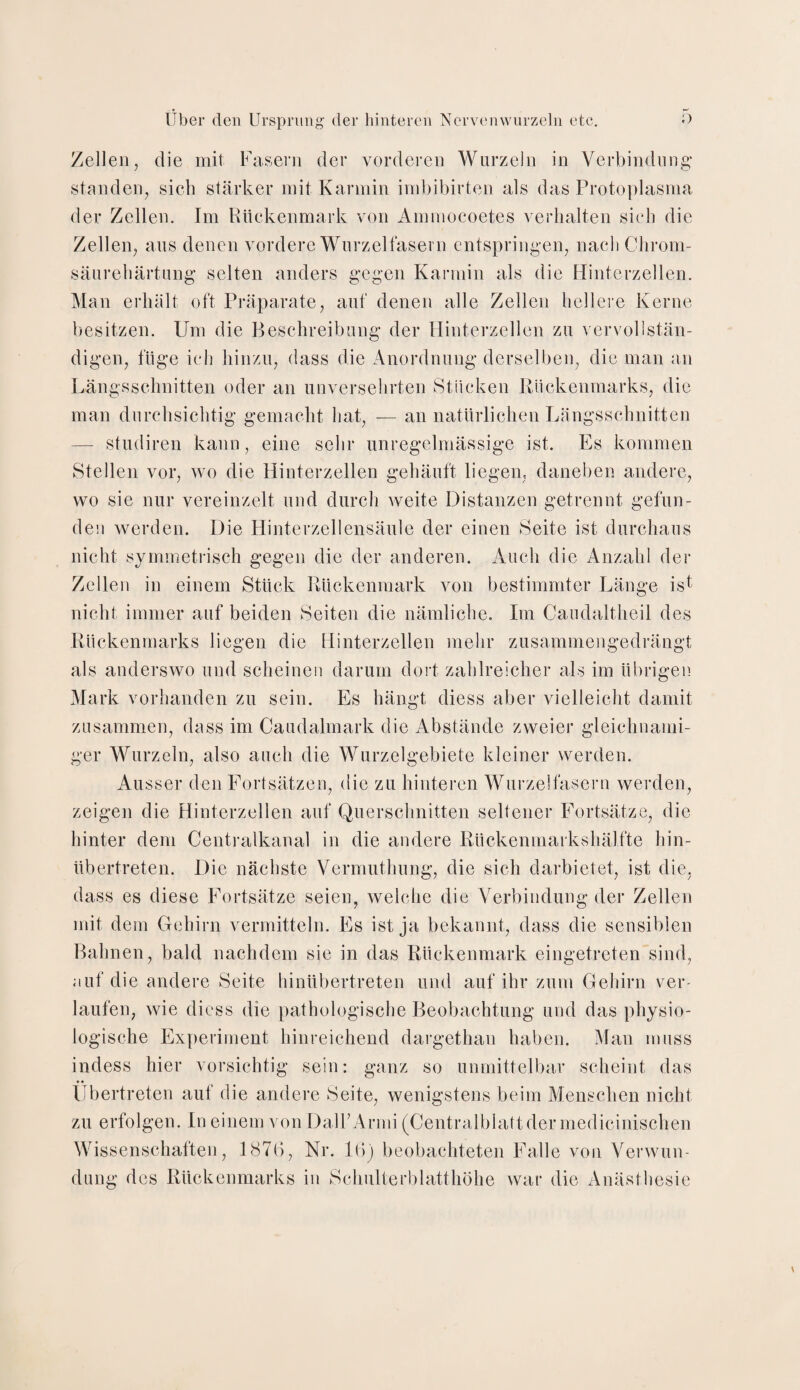Zellen, die mit Fasern der vorderen Wurzeln in Verbindung stunden, sich stärker mit Karmin imbibirten als das Protoplasma der Zellen. Im Rückenmark von Ammocoetes verhalten sich die Zellen, aus denen vordere Wurzelfasern entspringen, nach Chrom¬ säurehärtung selten anders gegen Karmin als die Hinterzellen. Man erhält oft Präparate, auf denen alle Zellen hellere Kerne besitzen. Um die Beschreibung der Hinterzellen zu vervollstän¬ digen, füge ich hinzu, dass die Anordnung derselben, die man an Längsschnitten oder an unversehrten Stücken Rückenmarks, die man durchsichtig gemacht hat, — an natürlichen Längsschnitten — studiren kann, eine sehr unregelmässige ist. Es kommen Stellen vor, wo die Hinterzellen gehäuft liegen, daneben andere, wo sie nur vereinzelt und durch weite Distanzen getrennt gefun¬ den werden. Die Hinterzellensäule der einen Seite ist durchaus nicht symmetrisch gegen die der anderen. Auch die Anzahl der Zellen in einem Stück Rückenmark von bestimmter Länge ist nicht immer auf beiden Seiten die nämliche. Im Caudaltheil des Rückenmarks liegen die Hinterzellen mehr zusammengedrängt als anderswo und scheinen darum dort zahlreicher als im übrigen Mark vorhanden zu sein. Es hängt diess aber vielleicht damit zusammen, dass im Caudalmark die Abstände zweier gleichnami¬ ger Wurzeln, also auch die Wurzelgebiete kleiner werden. Ausser den Fortsätzen, die zu hinteren Wurzelfasern werden, zeigen die Hinterzellen auf Querschnitten seltener Fortsätze, die hinter dem Centralkanal in die andere Rückenmarkshälfte hin¬ übertreten. Die nächste Vermuthung, die sich darbietet, ist die, dass es diese Fortsätze seien, welche die Verbindung der Zellen mit dem Gehirn vermitteln. Es ist ja bekannt, dass die sensiblen Bahnen, bald nachdem sie in das Rückenmark eingetreten sind, auf die andere Seite hinübertreten und auf ihr zum Gehirn ver¬ laufen, wie diess die pathologische Beobachtung und das physio¬ logische Experiment hinreichend dargethan haben. Man muss indess hier vorsichtig sein: ganz so unmittelbar scheint das Übertreten auf die andere Seite, wenigstens beim Menschen nicht zu erfolgen. In einem von DalFArmi (Centralblatt dermedicinischen Wissenschaften, 1876, Nr. 16) beobachteten Falle von Verwun¬ dung des Rückenmarks in Schulterblatthöhe war die Anästhesie