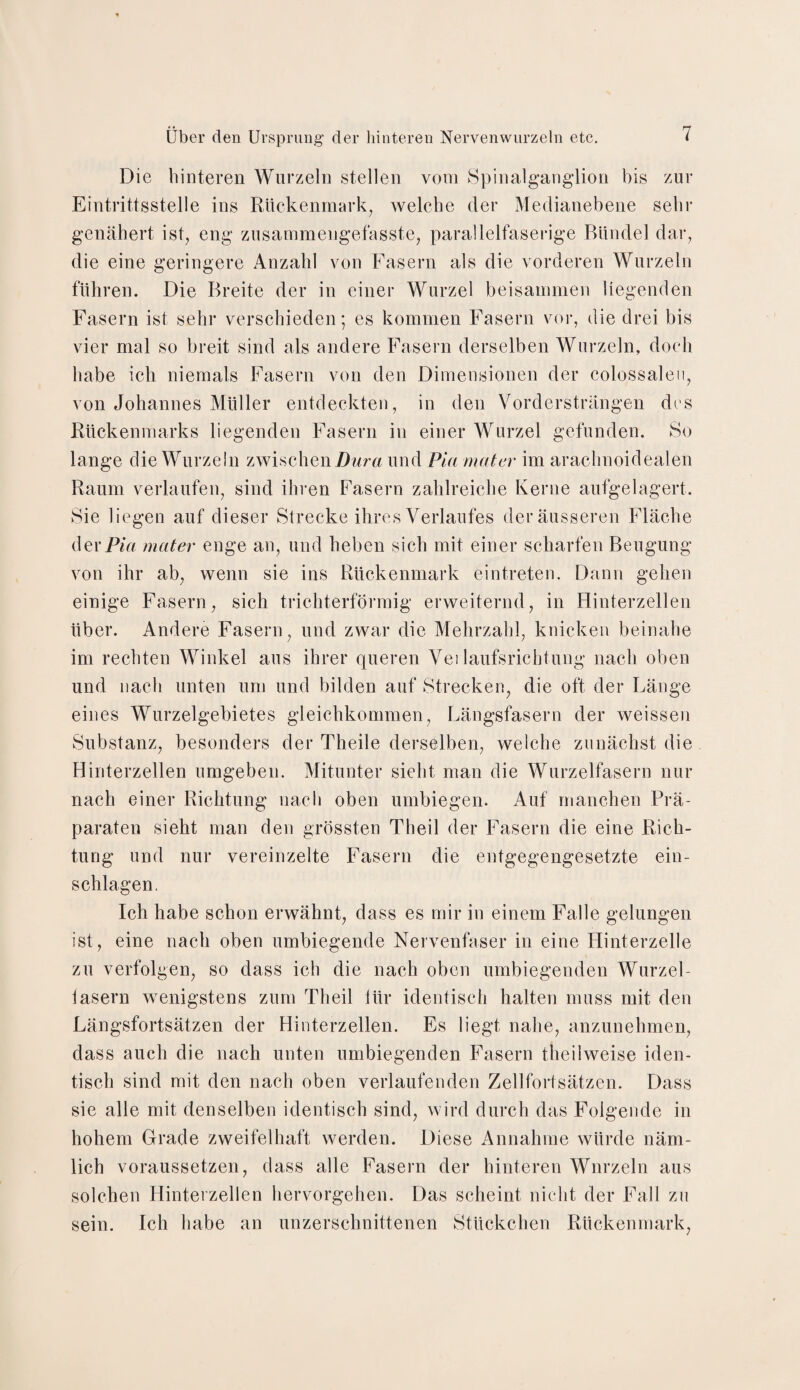 Die hinteren Wurzeln stellen vom Spinalganglion bis zur Eintrittsstelle ins Rückenmark, welche der Medianebene sehr genähert ist, eng zusammengefasste, parallelfaserige Bündel dar, die eine geringere Anzahl von Fasern als die vorderen Wurzeln führen. Die Breite der in einer Wurzel beisammen liegenden Fasern ist sehr verschieden; es kommen Fasern vor, die drei bis vier mal so breit sind als andere Fasern derselben Wurzeln, doch habe ich niemals Fasern von den Dimensionen der colossaleu, von Johannes Müller entdeckten, in den Vordersträngen des Rückenmarks liegenden Fasern in einer Wurzel gefunden. So lange die Wurzeln zwischen Dura und Pia mater im arachnoidealen Raum verlaufen, sind ihren Fasern zahlreiche Kerne aufgelagert. Sie liegen auf dieser Strecke ihres Verlaufes der äusseren Fläche dev Pia mater enge an, und heben sich mit einer scharfen Beugung von ihr ab, wenn sie ins Rückenmark eintreten. Dann gehen einige Fasern, sich trichterförmig erweiternd, in Hinterzellen über. Andere Fasern, und zwar die Mehrzahl, knicken beinahe im rechten Winkel aus ihrer queren Vei laufsrichtung nach oben und nach unten um und bilden auf Strecken, die oft der Länge eines Wurzelgebietes gleichkommen, Längsfasern der weissen Substanz, besonders der Theile derselben, welche zunächst die Hinterzellen umgeben. Mitunter sieht man die Wurzelfasern nur nach einer Richtung nach oben umbiegen. Auf manchen Prä¬ paraten sieht man den grössten Tbeil der Fasern die eine Rich¬ tung und nur vereinzelte Fasern die entgegengesetzte ein- schlagen. Ich habe schon erwähnt, dass es mir in einem Falle gelungen ist, eine nach oben umbiegende Nervenfaser in eine Hinterzelle zu verfolgen, so dass ich die nach oben umbiegenden Wurzel- iasern wenigstens zum Theil lür identisch halten muss mit den Längsfortsätzen der Hinterzellen. Es liegt nahe, anzunehmen, dass auch die nach unten umbiegenden Fasern theilweise iden¬ tisch sind mit den nach oben verlaufenden Zellfortsätzen. Dass sie alle mit denselben identisch sind, wird durch das Folgende in hohem Grade zweifelhaft werden. Diese Annahme würde näm¬ lich voraussetzen, dass alle Fasern der hinteren Wurzeln aus solchen Hinterzellen hervorgehen. Das scheint nicht der Fall zu sein. Ich habe an unzerschnittenen Stückchen Rückenmark,