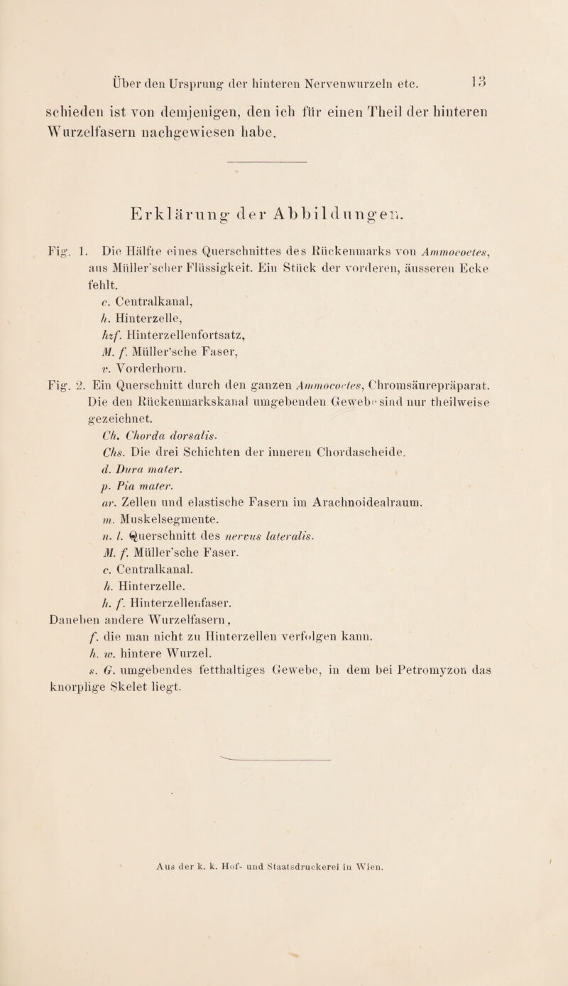schieden ist von demjenigen, den ich für einen Theil der hinteren Wurzelfasern nachgewiesen habe. Erklärung- der Abbildung-ein O o Fig. 1. Die Hälfte eines Querschnittes des Rückenmarks von Ammocoetes, ans Müller'scher Flüssigkeit. Ein Stück der vorderen, äusseren Ecke fehlt. c. Centralkanal, h. Hinterzelle, hzf. Hinterzellenfortsatz, M. f. Müller’sche Faser, v. Vorderhorn. Fig. 2. Ein Querschnitt durch den ganzen Ammocoetes, Chromsäurepräparat. Die den Rückenmarkskanal umgebenden Gewebe sind nur theilweise gezeichnet. Ch. Chorda dorsalis. Chs. Die drei Schichten der inneren Chordascheide. d. Dura in ater. р. Pia mater. ar. Zellen und elastische Fasern im Arachnoidealraum. m. Muskelsegmente. n. /. Querschnitt des nervus lateralis. M. f. Müller'sche Faser. с. Centralkanal. h. Hinterzelle. h. f. Hinterzellenfaser. Daneben andere Wurzelfasern, f. die man nicht zu Hinterzellen verfolgen kann. h. w. hintere Wurzel. s. G. umgebendes fetthaltiges Gewebe, in dem bei Petromyzon das knorplige Skelet liegt. Aus der k. k. Hof- uud Staatsdruckerei in Wien.