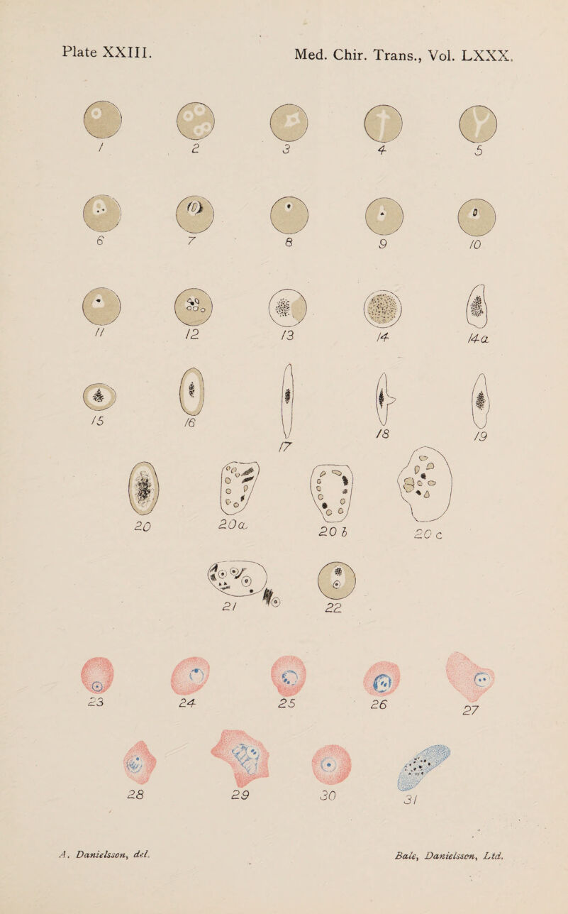 Med. Chir. Trans., Vol. LXXX, 28 ‘ ' ? ''jib Vy* ’/ if Wl VS*' 2S> 30 * *. / • >IV « Kg** 3/ Danielsxon, del, Bale., Danielsscn, Ltd.
