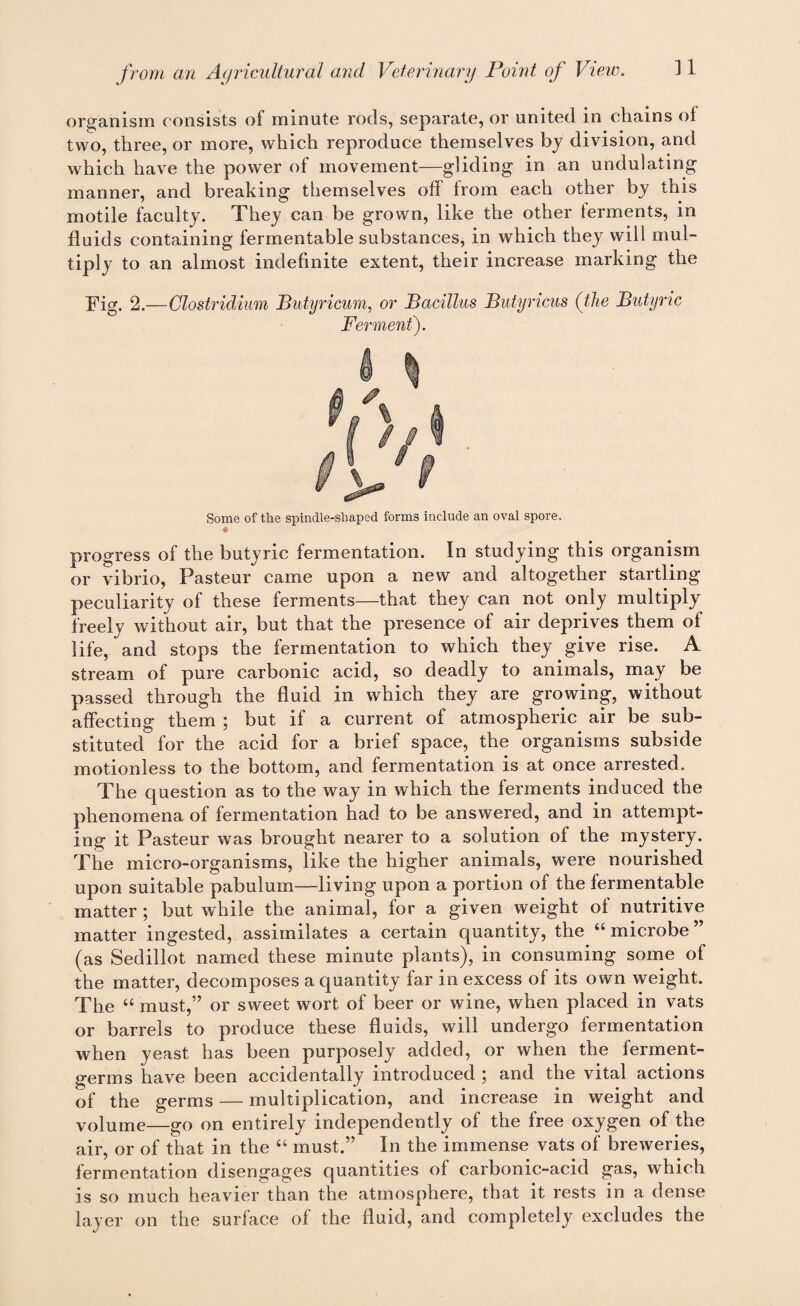 organism consists of minute rods, separate, or united in chains of two, three, or more, which reproduce themselves by division, and which have the power of movement—gliding in an undulating manner, and breaking themselves off from each other by this motile faculty. They can be grown, like the other terments, in fluids containing fermentable substances, in which they will mul¬ tiply to an almost indefinite extent, their increase marking the Fig. 2.— Clostridium Butyricum, or Bacillus Butyricus (the Butyric Ferment). Some of the spindle-shaped forms include an oval spore. progress of the butyric fermentation. In studying this organism or vibrio, Pasteur came upon a new and altogether startling peculiarity of these ferments—that they can not only multiply freely without air, but that the presence of air deprives them of life, and stops the fermentation to which they give rise. A stream of pure carbonic acid, so deadly to animals, may be passed through the fluid in which they are growing, without affecting them ; but if a current of atmospheric air be sub¬ stituted for the acid for a brief space, the organisms subside motionless to the bottom, and fermentation is at once arrested. The question as to the way in which the ferments induced the phenomena of fermentation had to be answered, and in attempt¬ ing it Pasteur was brought nearer to a solution of the mystery. The micro-organisms, like the higher animals, were nourished upon suitable pabulum—living upon a portion of the fermentable matter ; but while the animal, for a given weight of nutritive matter ingested, assimilates a certain quantity, the “ microbe ” (as Sedillot named these minute plants), in consuming some of the matter, decomposes a quantity far in excess of its own weight. The “ must,” or sweet wort of beer or wine, when placed in vats or barrels to produce these fluids, will undergo fermentation when yeast has been purposely added, or when the ferment- germs have been accidentally introduced 5 and the vital actions of the germs — multiplication, and increase in weight and volume—go on entirely independently of the free oxygen of the air, or of that in the “ must.” In the immense vats of breweries, fermentation disengages quantities of carbonic-acid gas, which is so much heavier than the atmosphere, that it rests in a dense layer on the surface of the fluid, and completely excludes the