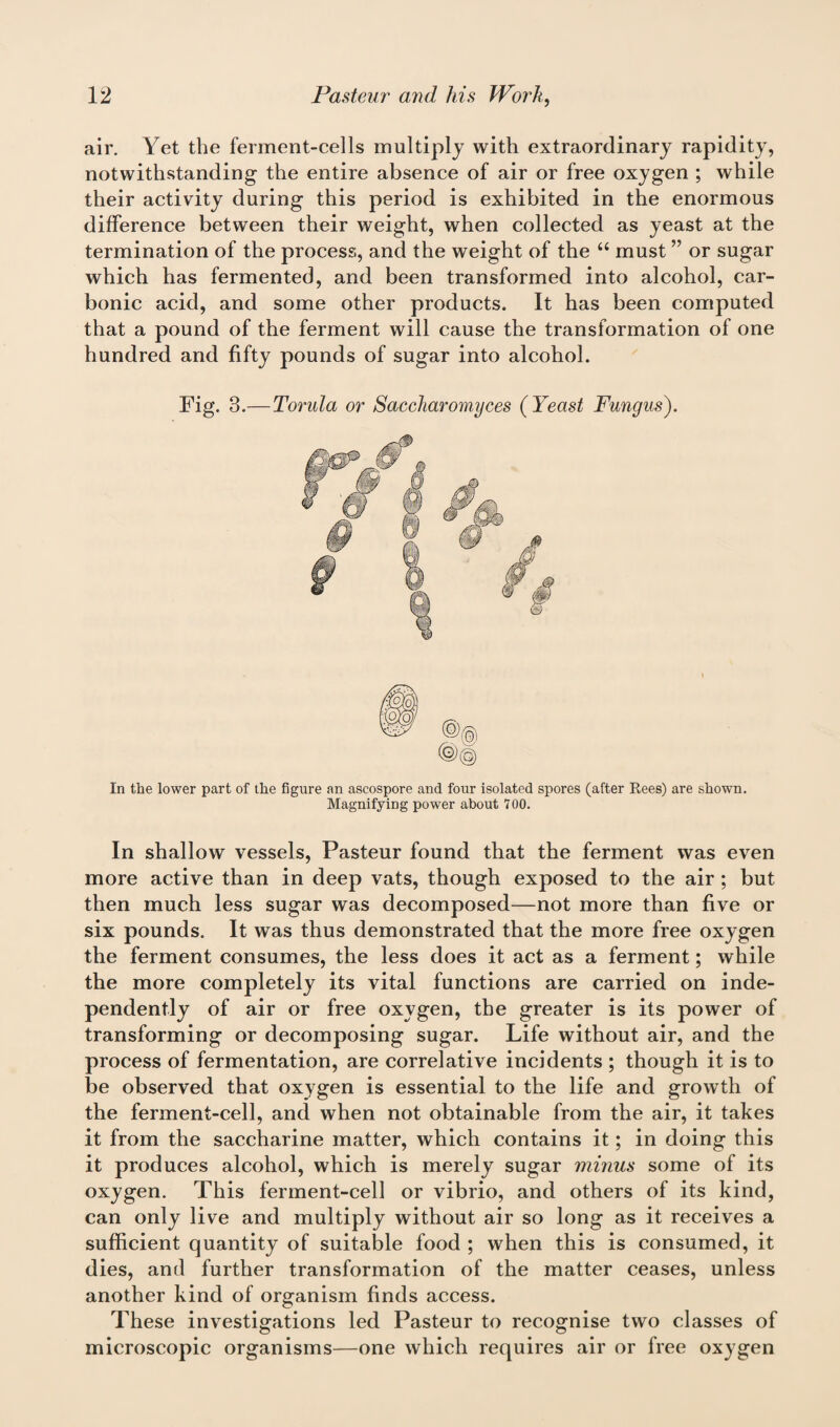 air. Yet the ferment-cells multiply with extraordinary rapidity, notwithstanding the entire absence of air or free oxygen ; while their activity during this period is exhibited in the enormous difference between their weight, when collected as yeast at the termination of the process, and the weight of the “ must ” or sugar which has fermented, and been transformed into alcohol, car¬ bonic acid, and some other products. It has been computed that a pound of the ferment will cause the transformation of one hundred and fifty pounds of sugar into alcohol. Fig. 3.—Torula or Saecharomyces ( Yeast Fungus). In the lower part of the figure an ascospore and four isolated spores (after Rees) are shown. Magnifying power about 700. In shallow vessels, Pasteur found that the ferment was even more active than in deep vats, though exposed to the air ; but then much less sugar was decomposed—not more than five or six pounds. It was thus demonstrated that the more free oxygen the ferment consumes, the less does it act as a ferment; while the more completely its vital functions are carried on inde¬ pendently of air or free oxygen, the greater is its power of transforming or decomposing sugar. Life without air, and the process of fermentation, are correlative incidents ; though it is to be observed that oxygen is essential to the life and growth of the ferment-cell, and when not obtainable from the air, it takes it from the saccharine matter, which contains it; in doing this it produces alcohol, which is merely sugar minus some of its oxygen. This ferment-cell or vibrio, and others of its kind, can only live and multiply without air so long as it receives a sufficient quantity of suitable food ; when this is consumed, it dies, and further transformation of the matter ceases, unless another kind of organism finds access. These investigations led Pasteur to recognise two classes of microscopic organisms—one which requires air or free oxygen