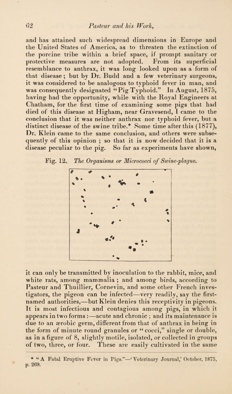and has attained such widespread dimensions in Europe and the United States of America, as to threaten the extinction of the porcine tribe within a brief space, if prompt sanitary or protective measures are not adopted. From its superficial resemblance to anthrax, it was long looked upon as a form of that disease ; but by Dr. Budd and a few veterinary surgeons, it was considered to be analogous to typhoid fever in man, and was consequently designated “ Pig Typhoid.” In August, 1875, having had the opportunity, while with the Royal Engineers at Chatham, for the first time of examining some pigs that had died of this disease at Higham, near Gravesend, I came to the conclusion that it was neither anthrax nor typhoid fever, but a distinct disease of the swine tribe.* Some time after this (1877), Dr. Klein came to the same conclusion, and others were subse¬ quently of this opinion ; so that it is now decided that it is a disease peculiar to the pig. So far as experiments have shown, Fig. 12., The Organisms or Micrococci of Swine-plague. it can only be transmitted by inoculation to the rabbit, mice, and white rats, among mammalia ; and among birds, according to Pasteur and Thuillier, Cornevin, and some other French inves¬ tigators, the pigeon can be infected—very readily, say the first- named authorities,—but Klein denies this receptivity in pigeons. It is most infectious and contagious among pigs, in which it appears in two forms :—acute and chronic ; and its maintenance is due to an aerobic germ, different from that of anthrax in being in the form of minute round granules or “ cocci,” single or double, as in a figure of 8, slightly motile, isolated, or collected in groups of two, three, or four. These are easily cultivated in the same * UA Fatal Eruptive Fever in Pigs.”—‘Veterinary Journal,’ October, 1875, p. 269.