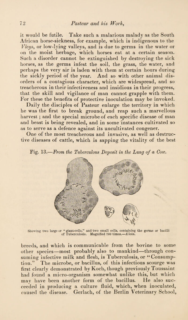 it would be futile. Take such a malarious malady as the South African horse-sickness, for example, which is indigenous to the Vleys, or low-lying valleys, and is due to germs in the water or on the moist herbage, which horses eat at a certain season. Such a disorder cannot be extinguished by destroying the sick horses, as the germs infest the soil, the grass, the water, and perhaps the very air is laden with them at certain hours during the sickly period of the year. And so with other animal dis¬ orders of a contagious character, which are widespread, and so treacherous in their infectiveness and insidious in their progress, that the skill and vigilance of man cannot grapple with them. For these the benefits of protective inoculation may be invoked. Daily the disciples of Pasteur enlarge the territory in which he was the first to break ground, and reap such a marvellous harvest ; and the special microbe of each specific disease of man and beast is being revealed, and in some instances cultivated so as to serve as a defence against its uncultivated congener. One of the most treacherous and invasive, as well as destruc¬ tive diseases of cattle, which is sapping the vitality of the best Fig. 13.—From the Tuberculous Deposit in the Lung of a Cow. Showing two large or “ giant-cells,” and two small cells, containing the germs or bacilli of Tuberculosis. Magnified 700 times.—Klein. breeds, and which is communicable from the bovine to some other species—most probably also to mankind—through con¬ suming infective milk and flesh, is Tuberculosis, or “ Consump¬ tion.” The microbe, or bacillus, of this infectious scourge was first clearly demonstrated by Koch, though previously Toussaint had found a micro-organism somewhat unlike this, but which may have been another form of the bacillus. He also suc¬ ceeded in producing a culture fluid, which, when inoculated, caused the disease. Gerlach, of the Berlin Veterinary School,