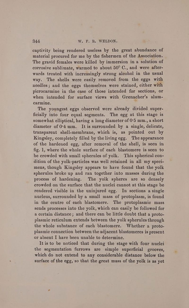 captivity being rendered useless by the great abundance of material procured for me by the fishermen of the Association. The gravid females were killed by immersion in a solution of corrosive sublimate, warmed to about 50° C., and were after- wards treated with increasingly strong alcohol in the usual way. The shells were easily removed from the eggs with needles; and the eggs themselves were stained, either with picrocarmine in the case of those intended for sections, or when intended for surface views with Grenacher’s alum- carmine. The youngest eggs observed were already divided super- ficially into four equal segments. The egg at this stage is somewhat elliptical, having a long diameter of 0°5 mm., a short diameter of 0'4 mm. It is surrounded by a single, delicate, transparent shell-membrane, which is, as pointed out by Kingsley, completely filled by the living egg. The appearance of the hardened egg, after removal of the shell, is seen in fig. 1, where the whole surface of each blastomere is seen to be crowded with small spherules of yolk. This spherical con- dition of the yolk-particles was well retained in all my speci- mens, though Kingsley appears to have found that the yolk spherules broke up and ran together into masses during the process of hardening. The yolk spheres are so densely crowded on the surface that the nuclei cannot at this stage be rendered visible in the uninjured egg. In sections a single nucleus, surrounded by a small mass of protoplasm, is found in the centre of each blastomere. The protoplasmic mass sends processes into the yolk, which can easily be followed for a certain distance; and there can be little doubt that a proto- plasmic reticulum extends between the yolk spherules through the whole substance of each blastomere. Whether a proto- plasmic connection between the adjacent blastomeres is present or absent I have been unable to determine. It is to be noticed that during the stage with four nuclei the segmentation furrows are simple superficial grooves, which do not extend to any considerable distance below the surface of the egg, so that the great mass of the yolk is as yet