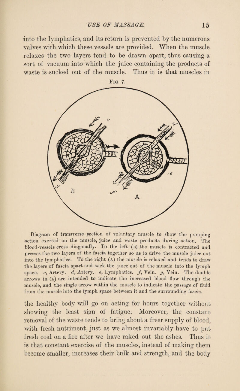 into the lymphatics, and its return is prevented by the numerous valves with which these vessels are provided. When the muscle relaxes the two layers tend to be drawn apart, thus causing a sort of vacuum into which the juice containing the products of waste is sucked out of the muscle. Thus it is that muscles in Fig. 7. Diagram of transverse section of voluntary muscle to show the pumping action exerted on the muscle, juice and waste products during action. The blood-vessels cross diagonally. To the left (b) the muscle is contracted and presses the two layers of the fascia together so as to drive the muscle juice out into the lymphatics. To the right (a) the muscle is relaxed and tends to draw the layers of fascia apart and suck the juice out of the muscle into the lymph space, c, Artery, d, Artery, e, Lymphatics. /, Vein, g, Vein. The double arrows in (a) are intended to indicate the increased blood flow through the muscle, and the single arrow within the muscle to indicate the passage of fluid from the muscle into the lymph space between it and the surrounding fascia. the healthy body will go on acting for hours together without showing the least sign of fatigue. Moreover, the constant removal of the waste tends to bring about a freer supply of blood, with fresh nutriment, just as we almost invariably have to put fresh coal on a fire after we have raked out the ashes. Thus it is that constant exercise of the muscles, instead of making them become smaller, increases their bulk and strength, and the body