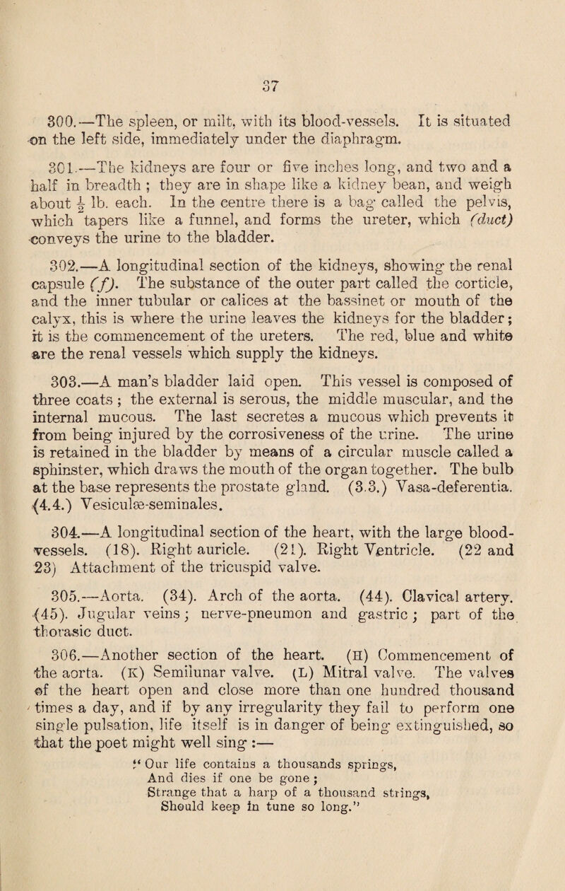 O i 300.—The spleen, or milt, with its blood-vessels. It is situated on the left side, immediately under the diaphragm. 301-—The kidneys are four or five inches long, and two and a half in breadth ; they are in shape like a kidney bean, and weigh about ^ lb. each. In the centre there is a bag called the pelvis, which tapers like a funnel, and forms the ureter, which (duct) conveys the urine to the bladder. 302. —A longitudinal section of the kidneys, showing the renal capsule (f). The substance of the outer part called the corticle, and the inner tubular or calices at the bassinet or mouth of the calvx, this is where the urine leaves the kidnevs for the bladder; it is the commencement of the ureters. The red, blue and white are the renal vessels which supply the kidneys. 303. —A man’s bladder laid open. This vessel is composed of three coats ; the external is serous, the middle muscular, and the internal mucous. The last secretes a mucous which prevents it from being injured by the corrosiveness of the urine. The urine is retained in the bladder by means of a circular muscle called a sphinster, which draws the mouth of the organ together. The bulb at the base represents the prostate gland. (3.3.) Vasa-deferentia. {4.4.) Vesiculse-seminales. 304. —A longitudinal section of the heart, with the large blood¬ vessels. (18). Right auricle. (21). Right Ventricle. (22 and 23) Attachment of the tricuspid valve. 305. —Aorta. (34). Arch of the aorta. (44). Clavical artery. {45). Jugular veins; nerve-pneumon and gastric ; part of the thorasic duct. 306. —Another section of the heart. (H) Commencement of the aorta. (K) Semilunar valve. (L) Mitral valve. The valves of the heart open and close more than one hundred thousand times a day, and if by any irregularity they fail to perform one single pulsation, life itself is in danger of being' extinguished, so that the poet might well sing :— “ Our life contains a thousands springs, And dies if one be gone ; Strange that a harp of a thousand strings, Should keep in tune so long.”