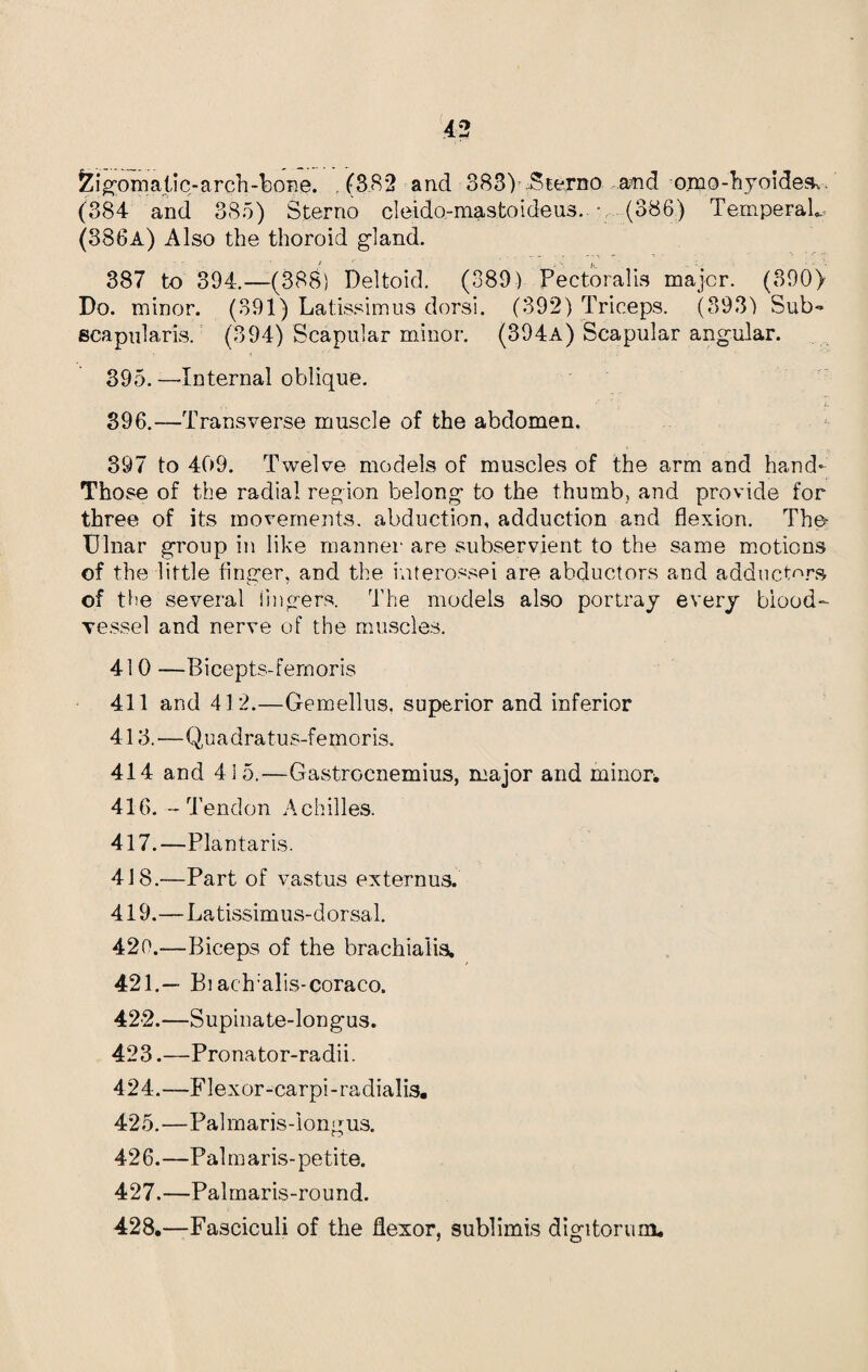 £ i gom a li c - a r ch -b o n e. ,(382 and 383) Sterno and omo-hyoides-. (384 and 385) Sterno cleido-mastoideus. (386) TemperaL (386a) Also the thoroid gland. 387 to 394.—(388) Deltoid. (389) Pectoralis major. (390> Do. minor. (391) Latissimus dorsi. (392) Triceps. (393) Sub-* ecapularis. (394) Scapular minor. (394a) Scapular angular. 395. —Internal oblique. 396. —Transverse muscle of the abdomen. 397 to 409. Twelve models of muscles of the arm and hand* Those of the radial region belong to the thumb, and provide for three of its movements, abduction, adduction and flexion. The Ulnar group in like manner are subservient to the same motions of the little finger, and the interossei are abductors and adductors of the several lingers. The models also portray every blood¬ vessel and nerve of the muscles. 410 —Bicepts-femoris 411 and 412.—Gemellus, superior and inferior 413.—Quadra tus-femoris. 414 and 415.—Gastrocnemius, major and minor* 416. - Tendon Achilles. 417. —Plantaris. 418. —Part of vastus externus. 419. —Latissimus-dorsal. 420. —Biceps of the brachialis. 421. — Bi ach’alis-coraco. 422. —Supinate-longus. 423. —Pronator-radii. 424. —Flexor-carpi-radialis. 425. —Palmaris-iongus. 426. —Palm aris-petite. 427. —Palmaris-round. 428. —Fasciculi of the flexor, sublimis digitorum.