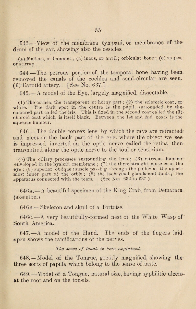 .643.—View of the membrana tympani, or membrance of the drum of the ear, showing also the ossicles. (A) Malleus, or hammer; (c) incus, or anvil; orbicular bone ; (c) stapes, or stirrup. 644. —The petrous portion of the temporal bone having been, removed the canals of the cochlea and semi-circular are seen. (6) Carotid artery. [See No. 637.] 645. —A model of the Eye, largely magnified, dissectable. (1) The cornea, the transparent or horny part; (2) the sclerotic coat, or white. The dark spot in the centre is the pupil, surrounded by the coloured part, called the iris. This is fixed in the second coat called the (3) choroid coat which is itself black. Between the 1st and 2nd coats is the aqueous humour. 646 —The double convex lens by which the rays are refracted and meet on the back part of the eye. where the object we see is impressed inverted on the optic nerve called the retina, then transmitted along the optic nerve to the soul or sensorium. (o) The ciliary processes surrounding the lens ; (6) vitreous humour enveloped in the hyaloid membrane ; (7) the three straight muscles of the eye ; (S) superior oblique muscle passing through the pulley at the upper¬ most inner part of the orbit ; (9) the lachrymal glands and ducts ; the apparatus connected with the tears. (See Nos. (132 to G37.) 646a.—A beautiful specimen of the King Crab, from Demaraia (skeleton.) 646b. — Skeleton and skull of a Tortoise. 646c.—A very beautifully-formed nest of the White Wasp of South America. 647. —A model of the Hand. The ends of the fingers laid- open shows the ramifications of the nerves. The sense of touch is here explained. i. 648. — Model of the Tongue, greatly magnified, showing the three sorts of papilla which belong to the sense of taste. 649. —Model of a Tongue, natural size, having syphilitic ulcera at the root and on the tonsils.