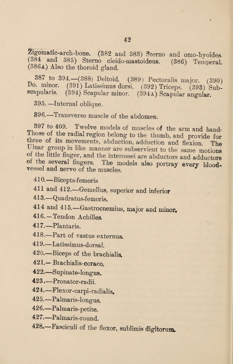 2ig‘omatic-arch-bone. (382 and 383) Sterno and omo-hyoides, (384 and 385) Sterno cleido-mastoideus. (386) Temperal. (386a) Also the thoroid gland. 387 to 394.—(388) Deltoid. (389) Pectoralis major. (390) Do. minor. (391) Latissimus dorsi. (392) Triceps. (393) Sub- scapularis. (394) Scapular minor. (394a) Scapular angular. 395. —Internal oblique. 396. Transverse muscle of the abdomen. 397 to 409. Twelve models of muscles of the arm and hand- those of the radial region belong to the thumb, and provide for three of its movements, abduction, adduction and flexion. The U !nar group in like manner are subservient to the same motions ot the little finger, and the interossei are abductors and adductors of the several fingers. The models also portray every blood¬ vessel and nerve of the muscles. 410.—Bicepts-femoris 411 and 412.—Gemellus, superior and inferior 413.—Quadratus-femoris. 414 and 415.—Gastrocnemius, major and minor. 416. —Tendon Achilles. 417. —Plantaris. 418. —Part of vastus externus. 419. —Latissimus-dorsal. 420. —Biceps of the brachialis. 421. — Brachialis-coraco. 422. —Supinate-longus. 423. —Pronator-radii. 424. —Flexor-carpi-radialis. 425. —Palmaris-Iongus. 426. —Palmaris-petite. 427. —Palmaris -round. 428. Fasciculi of the flexor, sublimis digitorum.