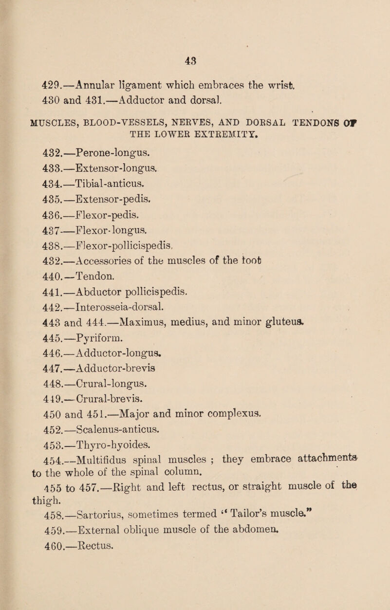 429.—Annular ligament which embraces the wrist. 430 and 431.—Adductor and dorsal. MUSCLES, BLOOD-VESSELS, NERVES, AND DORSAL TENDONS OF THE LOWER EXTREMITY. 432. —Perone-longus. 433. —Extensor-longus. 434. —Tibial-anticus. 435. —Extensor-pedis. 436. —Flexor-pedis. 437—Flexor- longus. 438.—Flexor-pollicispedis, 432.—Accessories of the muscles of the foot 440. —Tendon. 441. —Abductor pollicispedis. 442. —Interosseia-dorsal. 443 and 444.—Maximus, medius, and minor gluteus. 445. —Pyriform. 446. —Adductor-longus. 447. —Adductor-brevis 448. —Crural-longus. 419.—Crural-brevis. 450 and 451.—Major and minor complexus. 452. —Scalenus-anticus. 453. —Thyro-hyoides. 454. —Multifidus spinal muscles ; they embrace attachments to the whole of the spinal column. 455 to 457.—Right and left rectus, or straight muscle of the thigh. 458. —Sartorius, sometimes termed “ Tailor’s muscle.” 459. —External oblique muscle of the abdomen. 460. —Rectus.
